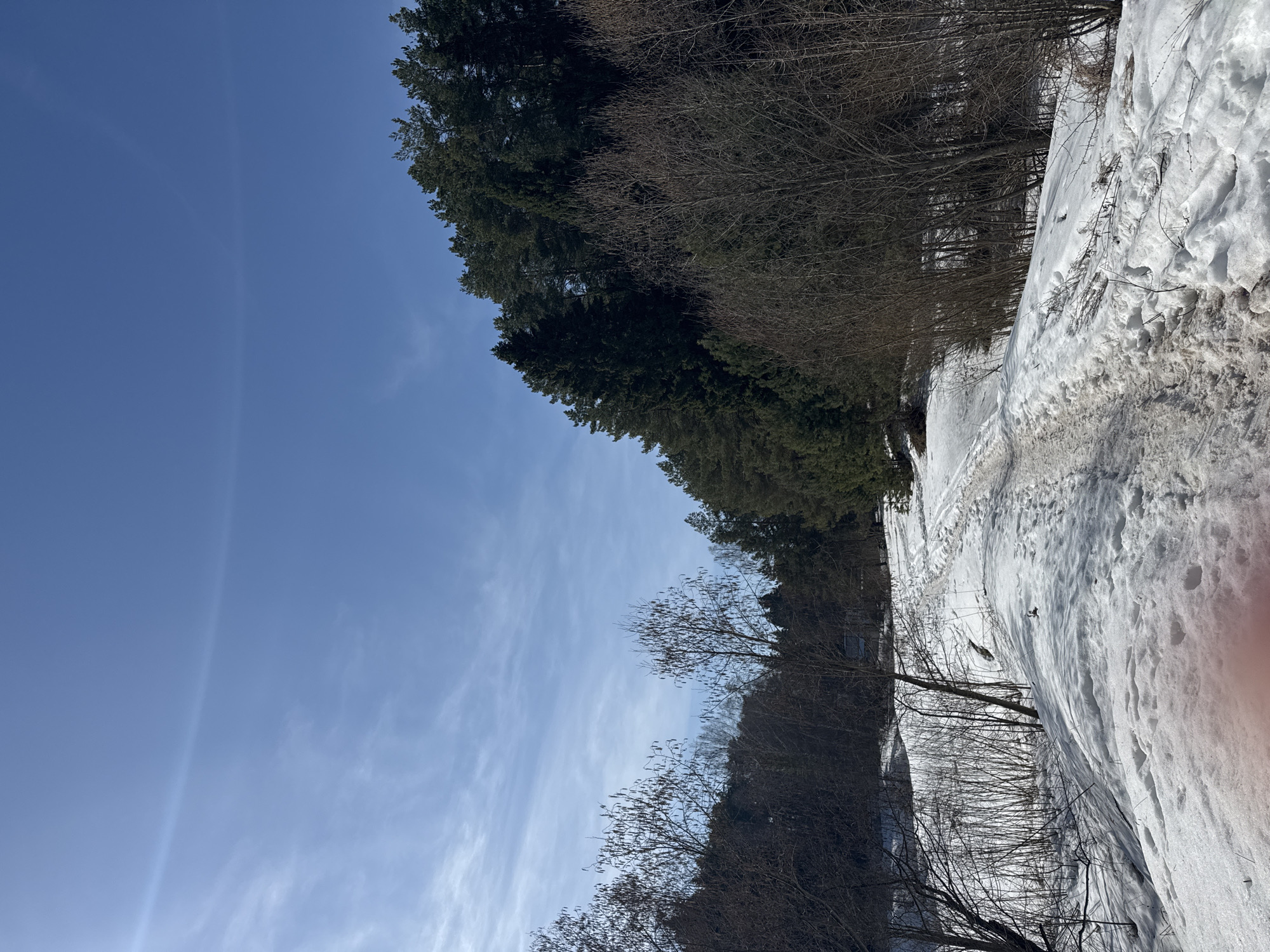 The image depicts a winter scene, likely in a forested area near Chaikovsky, Russia, given the presence of coniferous and deciduous trees combined with snow cover. The sky is clear blue with faint wisps of cirrus clouds. A substantial snow drift is visible on the right side of the frame, suggesting a snow-covered ground surface. Bare branches of deciduous trees are silhouetted against the snowy background.