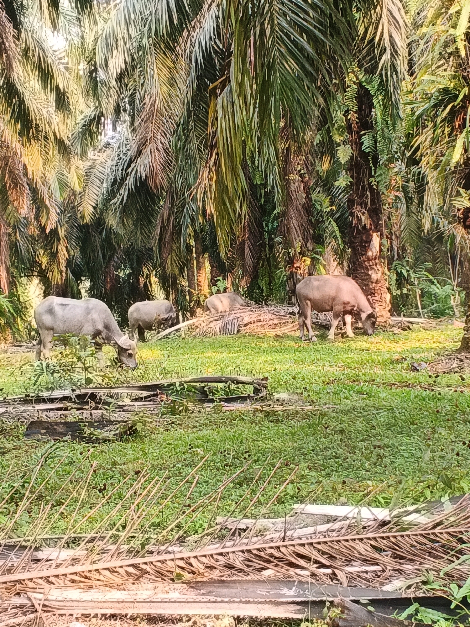 In the city of Pernyah, Indonesia, within a palm oil plantation, three water buffalo are grazing on lush green grass. The buffalo are the primary subjects of the image, with one large water buffalo in the foreground on the left, head down and eating. Behind it, further to the left and slightly further back, is a smaller water buffalo also grazing. To the right and further back, another water buffalo is visible, also grazing. The environment is characterized by the dense canopy of palm trees, with sunlight filtering through the fronds, creating dappled light on the ground. The ground is covered in thick green grass, with some fallen palm fronds visible in the foreground and scattered in the background. The scene depicts a tranquil moment in a rural Indonesian landscape.