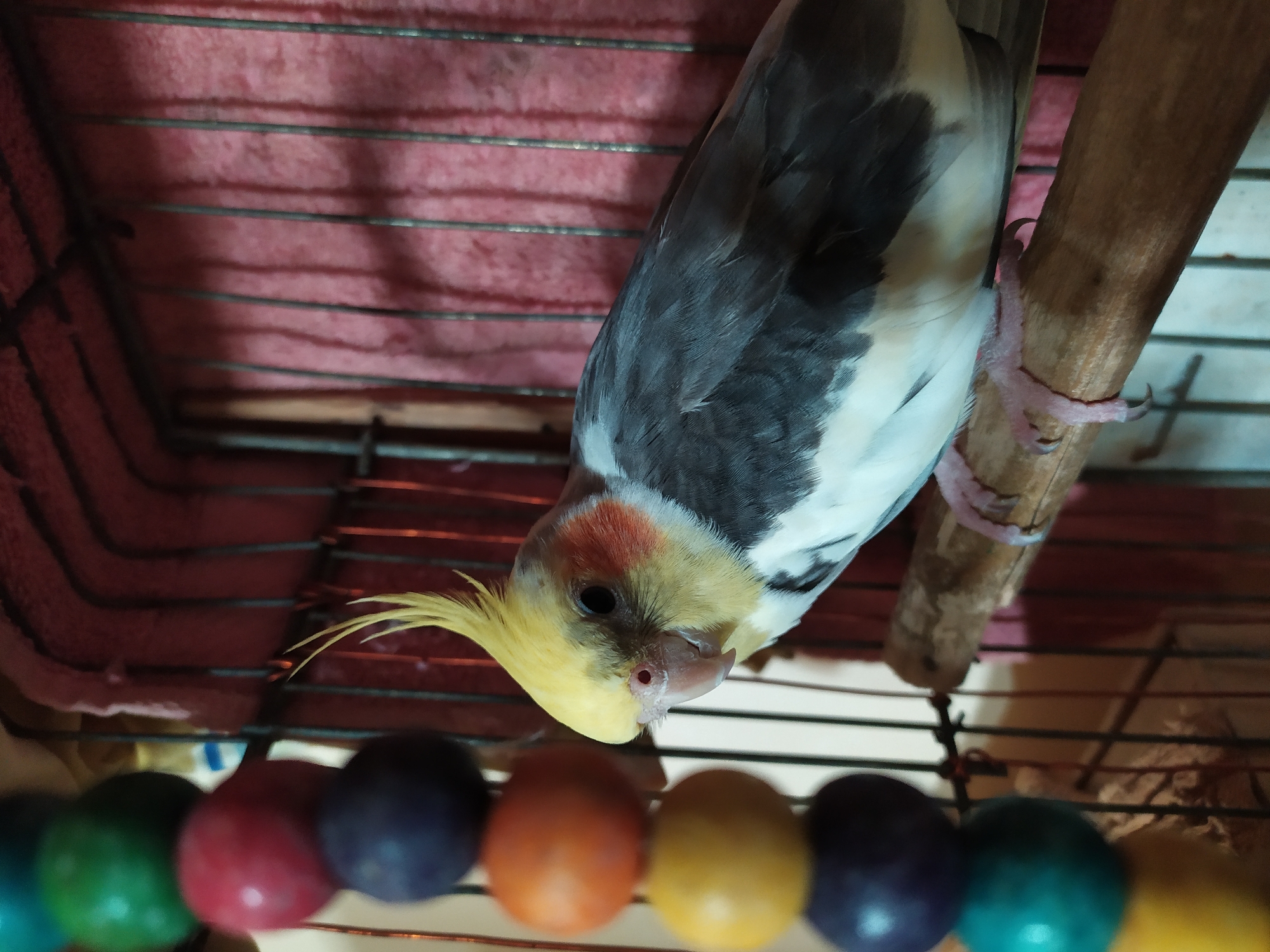 A cockatiel is perched on a wooden dowel in a cage. The bird has a yellow crest, white and gray feathers, and orange patches on its cheeks. It is looking down with its beak slightly open. In the foreground, a string of colorful, round beads hangs from the cage. The background of the cage appears to be lined with red fabric. The lighting suggests it is daytime. The location is Bilajari, Azerbaijan.