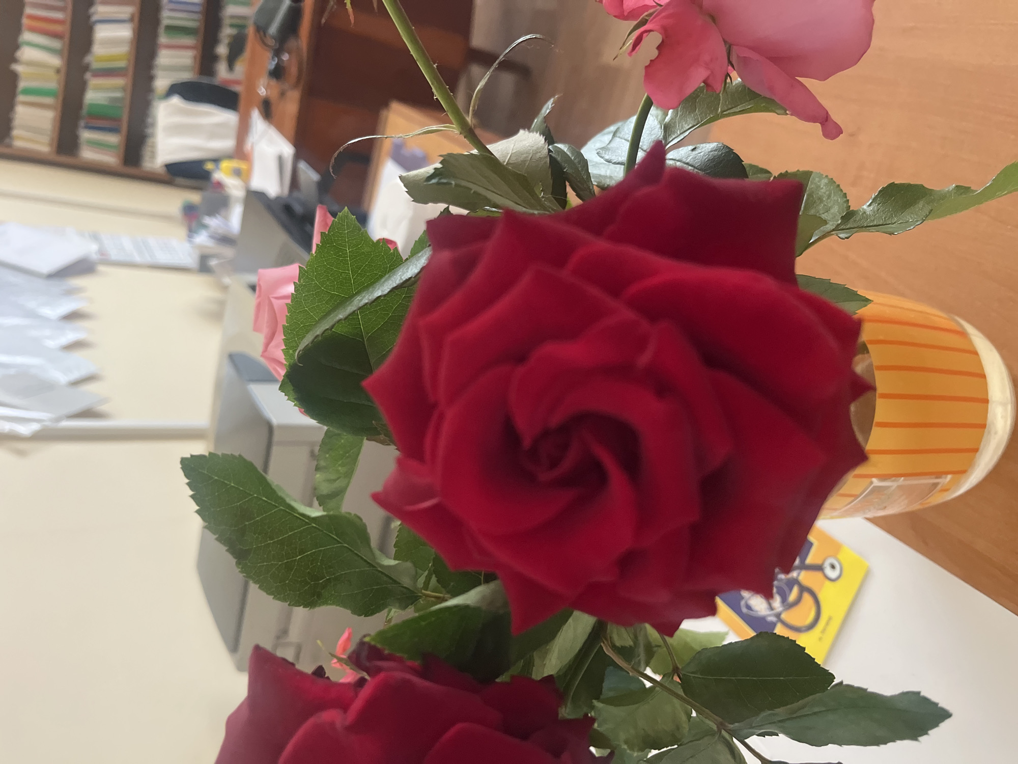 A close-up, eye-level shot captures a bouquet of red and pink roses in a bright orange and yellow striped vase. The main subject, a deep red rose, is in sharp focus in the foreground, its petals tightly furled in a spiral. To its left, another red rose is partially visible, and to its right, a delicate pink rose with wilting petals is in the background. Green leaves with serrated edges surround the blooms, some slightly blurred.
Behind the flowers, the scene suggests an indoor office or study environment. A printer is visible to the left, with a beige wall behind it. Further back, a wooden desk holds papers, a yellow bottle, and a pair of glasses. A bookshelf filled with various colored books lines the wall behind the desk. The overall lighting is natural, coming from an unseen source, casting a soft glow on the scene. The image does not contain any information that would specify a location within the city of Shyshlivtsi, Ukraine.