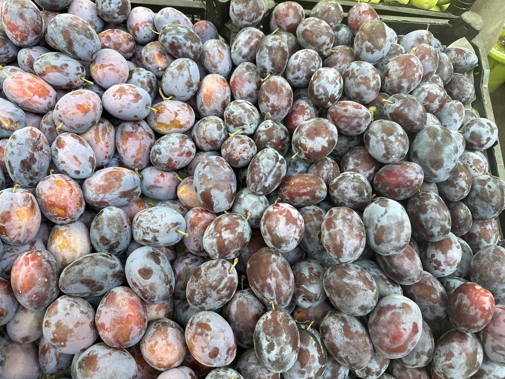 A close-up, top-down shot shows a large pile of ripe plums filling the frame. The plums are oval-shaped with a deep purple-blue skin that has a powdery bloom. Many of them also display patches of reddish-purple and hints of yellow where the skin is thinner or blushing. Some plums have visible stems or remnants of stems. The lighting is even, highlighting the textures and subtle color variations of the fruit. The context of Yerevan, Armenia, suggests this could be a market stall or a fruit stand, possibly at a local farmers market.