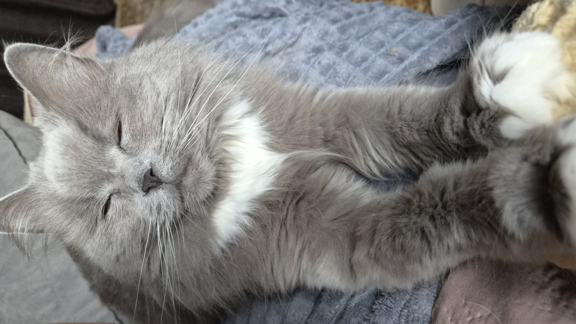 A grey and white cat is sleeping on a textured grey blanket. The cat's head is in the upper left of the frame, and its paws are in the upper right. The cat's eyes are closed and its whiskers are prominent. The cat has a white patch on its chest. The background is slightly out of focus, showing a brown surface. The photo was taken in Timokhovo, Russia.