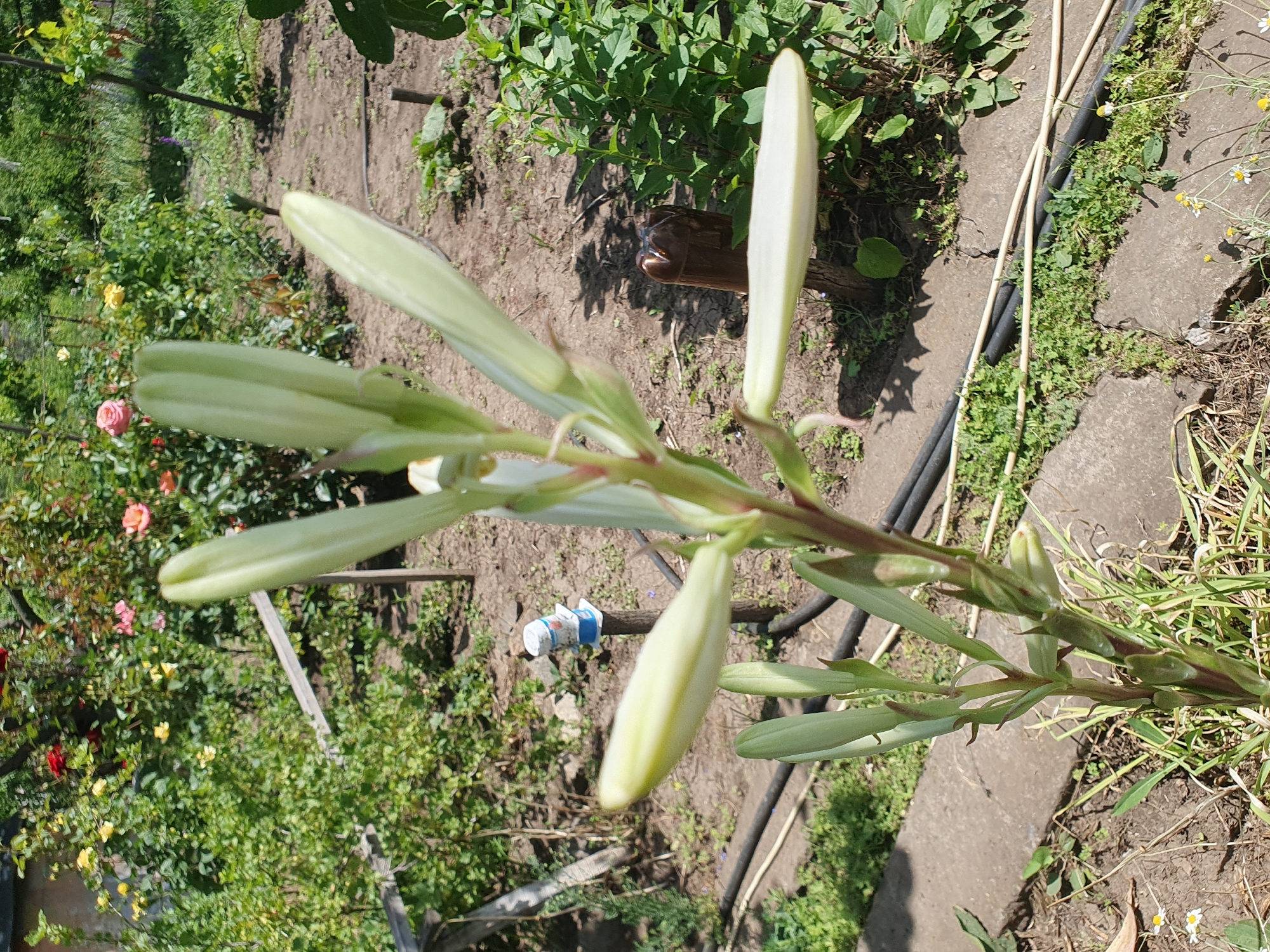 The image captures a close-up view of a lily plant with several pale green buds in various stages of development. The lily stalk is central to the composition, with its reddish-brown stem visible. In the background, a garden setting is depicted with lush green foliage and several rose bushes with red, yellow, and pink blooms. The ground is covered with dry soil and some patches of green grass and small white flowers. A dark hose lies across the ground in the lower section of the image. The scene appears to be an outdoor garden in Novoivanivka, Ukraine, during daylight hours.