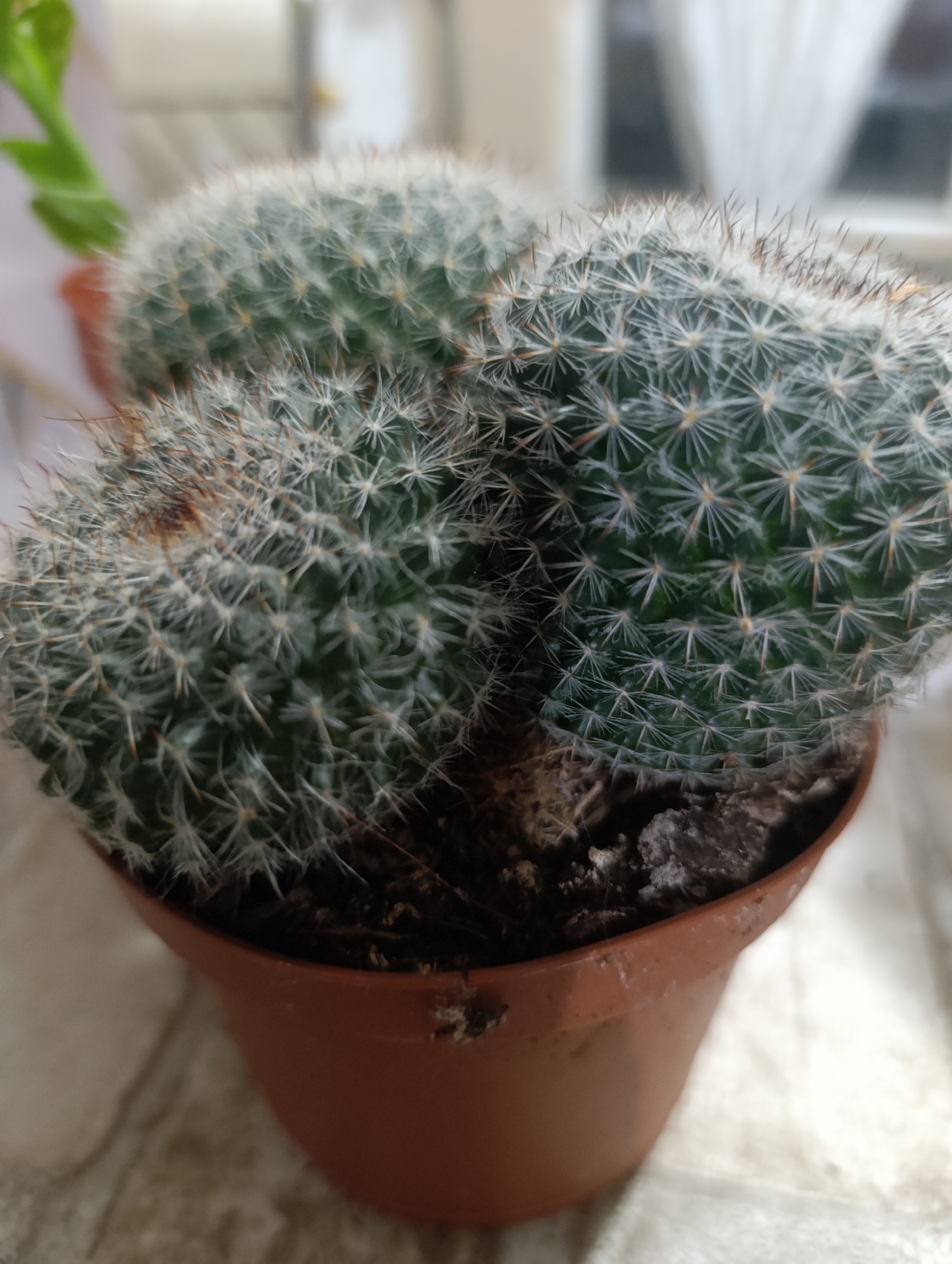 The image shows a close-up of a potted cactus. The cactus is green with numerous white spines and some reddish-brown spines. It appears to be several clustered globular stems. The cactus is in a small, terracotta-colored plastic pot. The pot is sitting on a light-colored surface, possibly a windowsill, with a blurred background suggesting an indoor environment. There is no indication of the city of Kyustendil, Bulgaria, in the image.
