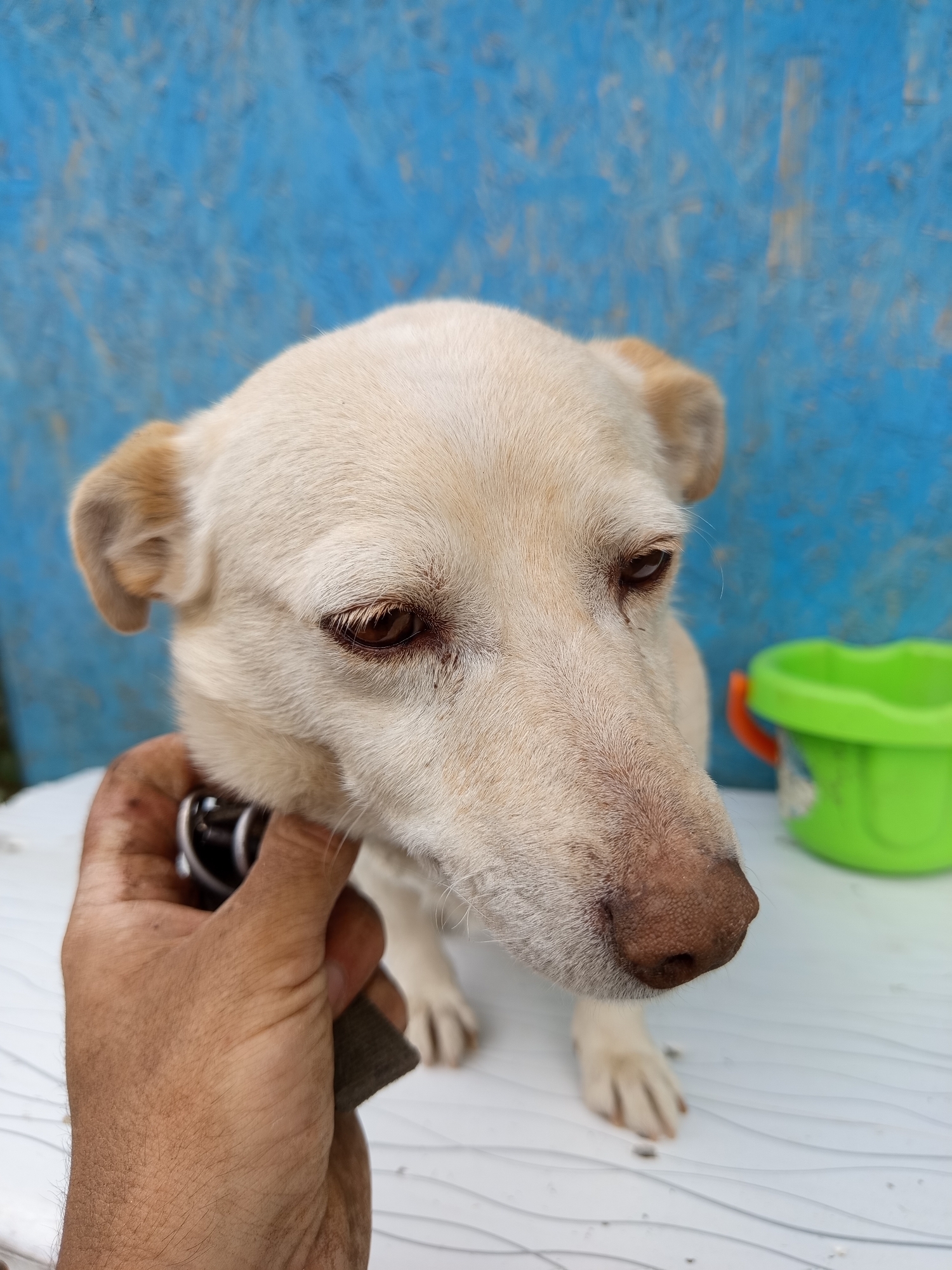 A light-colored dog with brown eyes and ears is being held by its collar by a human hand. The dog is looking downwards and to the right, with its nose close to the surface of a white, patterned table. In the background, there is a blue wooden wall and a green bucket with an orange handle. The scene appears to be outdoors.