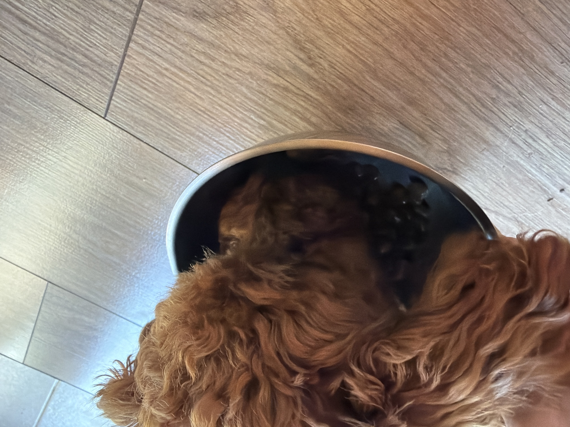 A close-up shot captures a reddish-brown dog with curly fur eating from a metallic bowl. The dog's head is submerged in the bowl, obscuring its face. The bowl rests on a light brown, wood-patterned floor. The background is softly lit, creating a bright, airy atmosphere. No specific landmarks or street views are visible, making it impossible to determine the location within Sofia, Bulgaria.