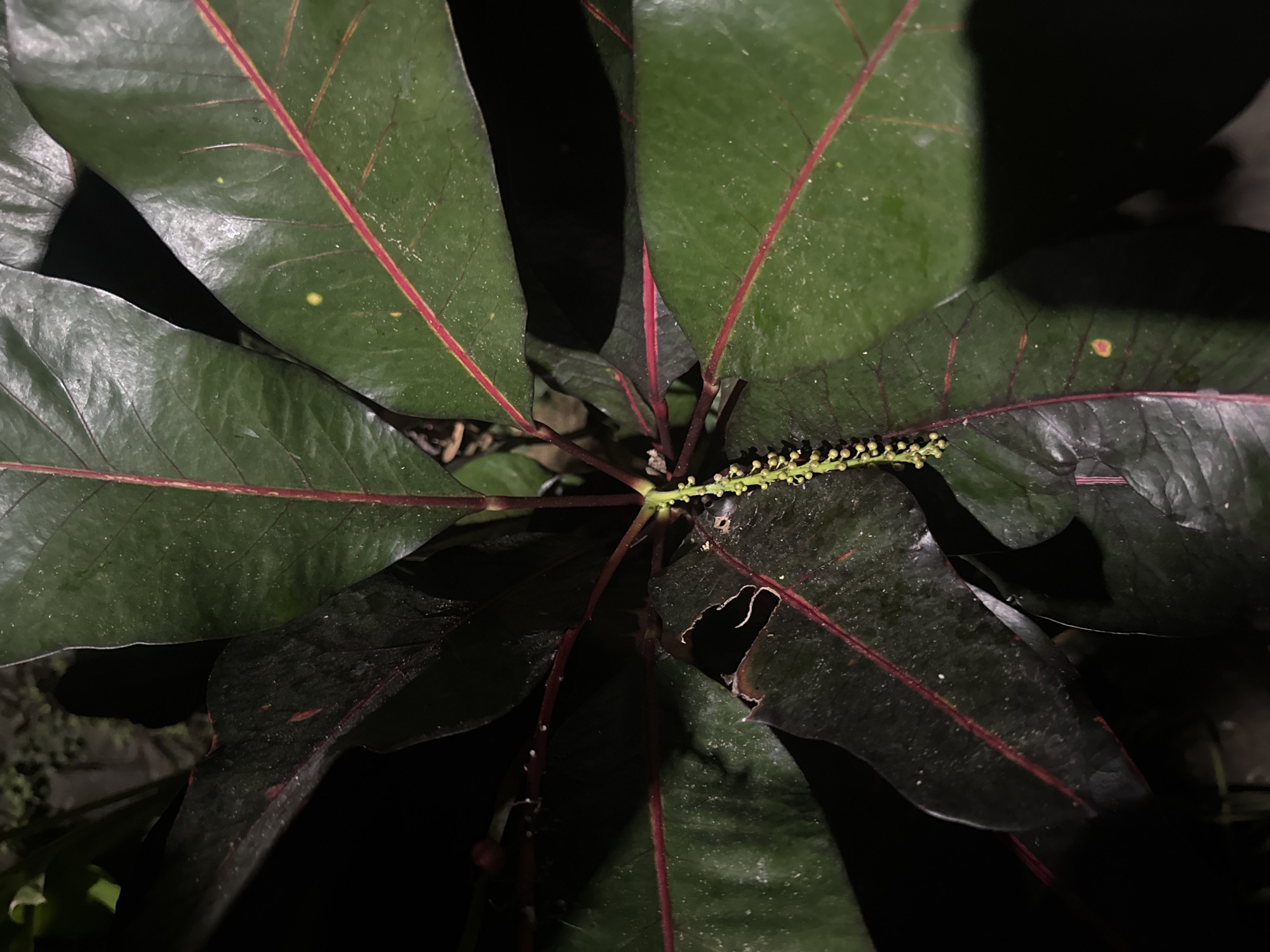 A close-up, overhead shot showcases a plant with large, dark green leaves featuring prominent red veins. A delicate, pale green flower stalk, adorned with tiny buds, emerges from the center of the plant. The leaves are slightly glossy and appear to have some dust or water droplets on their surfaces. Some leaves show damage, with ragged edges and holes. The background is dark and out of focus, suggesting an outdoor setting, possibly in a garden or natural area. The lighting appears to be artificial, possibly from a flash, creating strong shadows. The image does not contain any people or identifiable landmarks specific to Kuta Selatan, Indonesia.