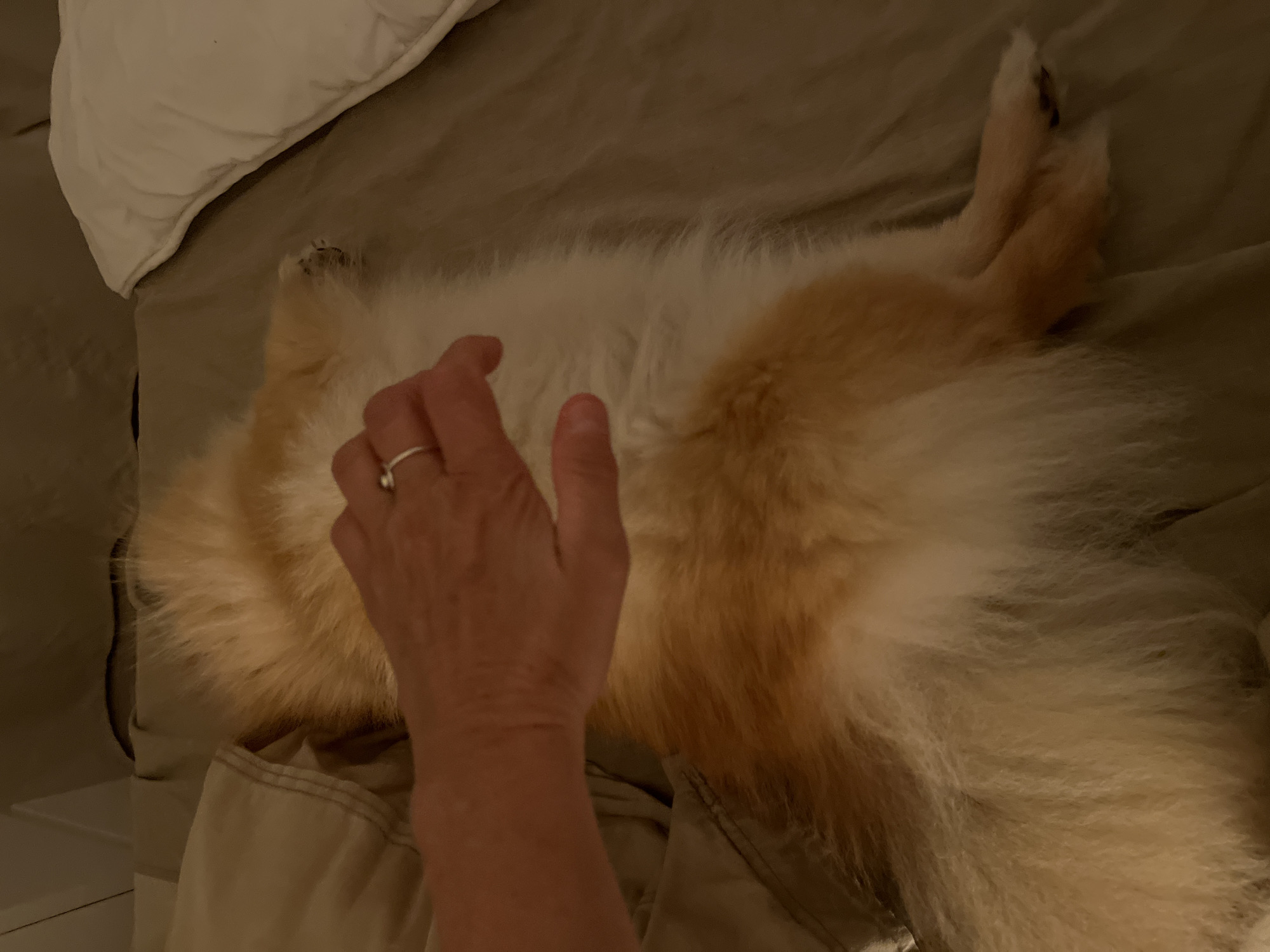 A photograph shows a tan and white dog lying on its back on a bed, being petted by a human hand. The dog's paws are visible in the upper right corner of the frame, and the human hand is placed on the dog's belly. The bed has a beige sheet and a white pillow. The photograph appears to have been taken indoors with artificial lighting. There is no information indicating that this image was taken in Chambœuf, France.