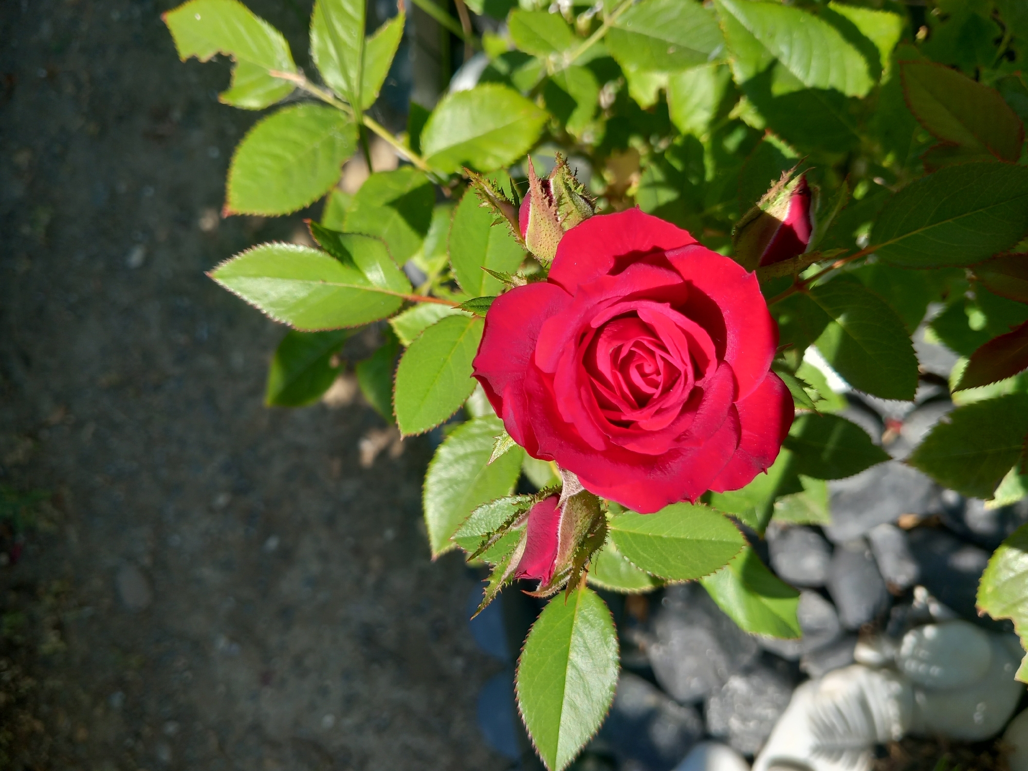 A close-up shot showcases a vibrant red rose in full bloom, its petals unfurling in a spiral pattern. The rose is positioned slightly off-center to the right, with a few unopened buds and lush green leaves surrounding it. The leaves have serrated edges and are catching the sunlight, creating a dappled effect. In the background, dark gray stones and a blurry, light-colored object resembling a small statue are visible, suggesting an outdoor garden setting. The lighting indicates it is daytime, with strong sunlight casting shadows. The overall scene is one of natural beauty, focusing on the intricate details of the rose and its foliage.