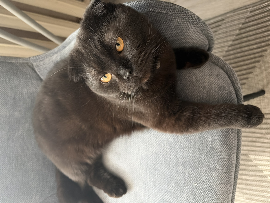 A brown Scottish Fold cat with amber eyes reclines on a gray upholstered chair. The feline’s body curves around the chair's surface, its legs extended along the gray fabric. The cat gazes upwards, whiskers jutting out. A slender collar is visible around its neck. A portion of the chair's metal frame is seen in the background, suggesting a contemporary setting.