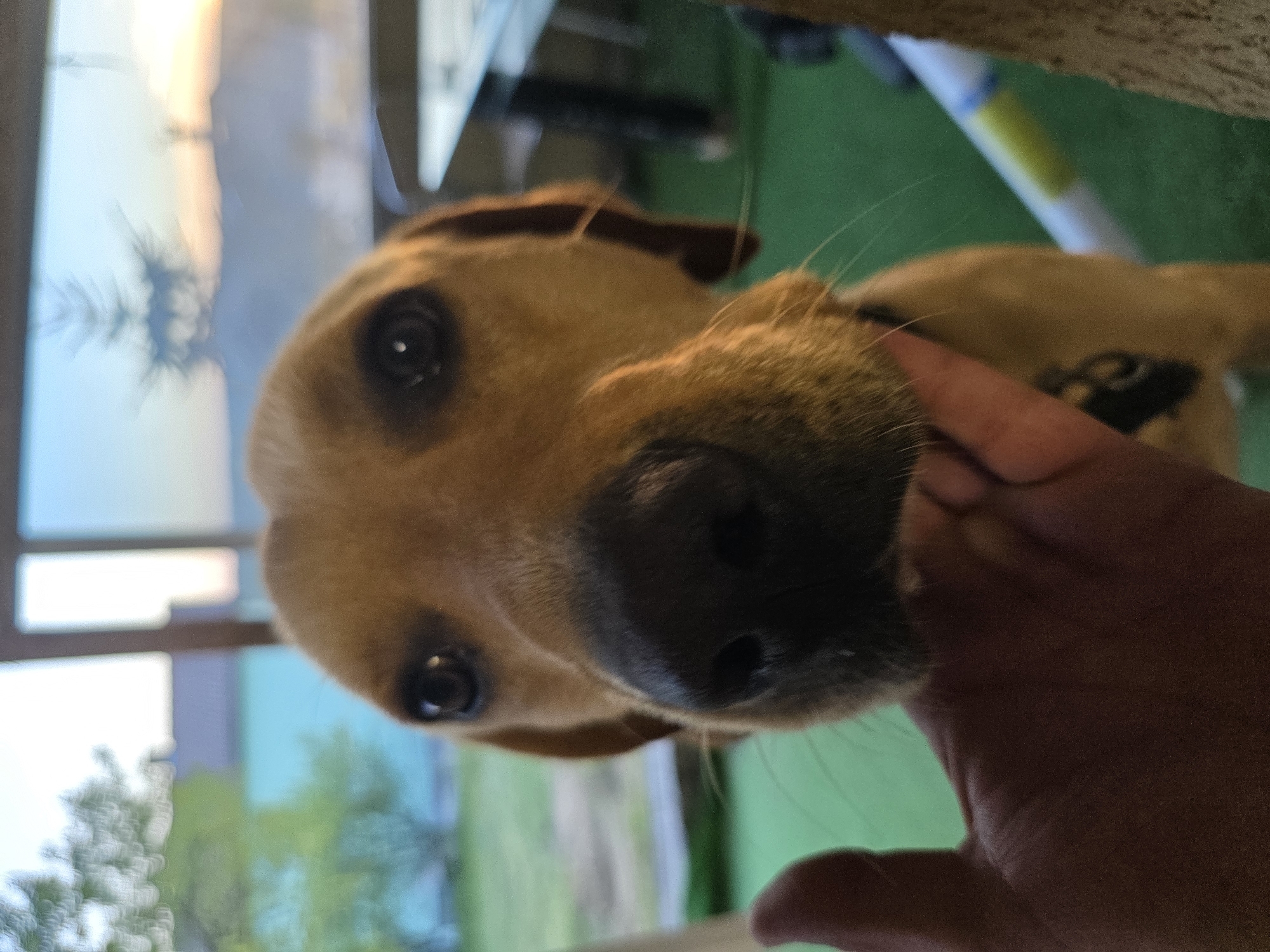 A close-up, rotated portrait shows a brown and tan dog with its head tilted, looking directly at the viewer. The dog has dark, expressive eyes and a dark nose, with visible whiskers around its snout. A human hand is gently placed on the dog's chin or neck area on the right side of the frame, indicating an affectionate interaction.
The background is softly blurred and features elements both indoors and outdoors. Through a window on the left and upper left, an outdoor scene is visible, characterized by soft, warm light that suggests either early morning or late afternoon. Indistinct green foliage, likely trees, can be seen beyond the window. Indoors, to the right and behind the dog, there is a vibrant green surface, possibly artificial turf or carpet, and a blurred white object with a yellow stripe, which might be part of pet agility equipment. A faint, dark, blurred pattern is visible on the dog's chest or shoulder.
The overall impression is one of calm and warmth, highlighting the bond between the dog and the human interacting with it. The location context is Varna, Bulgaria. There is no visible text in the image.