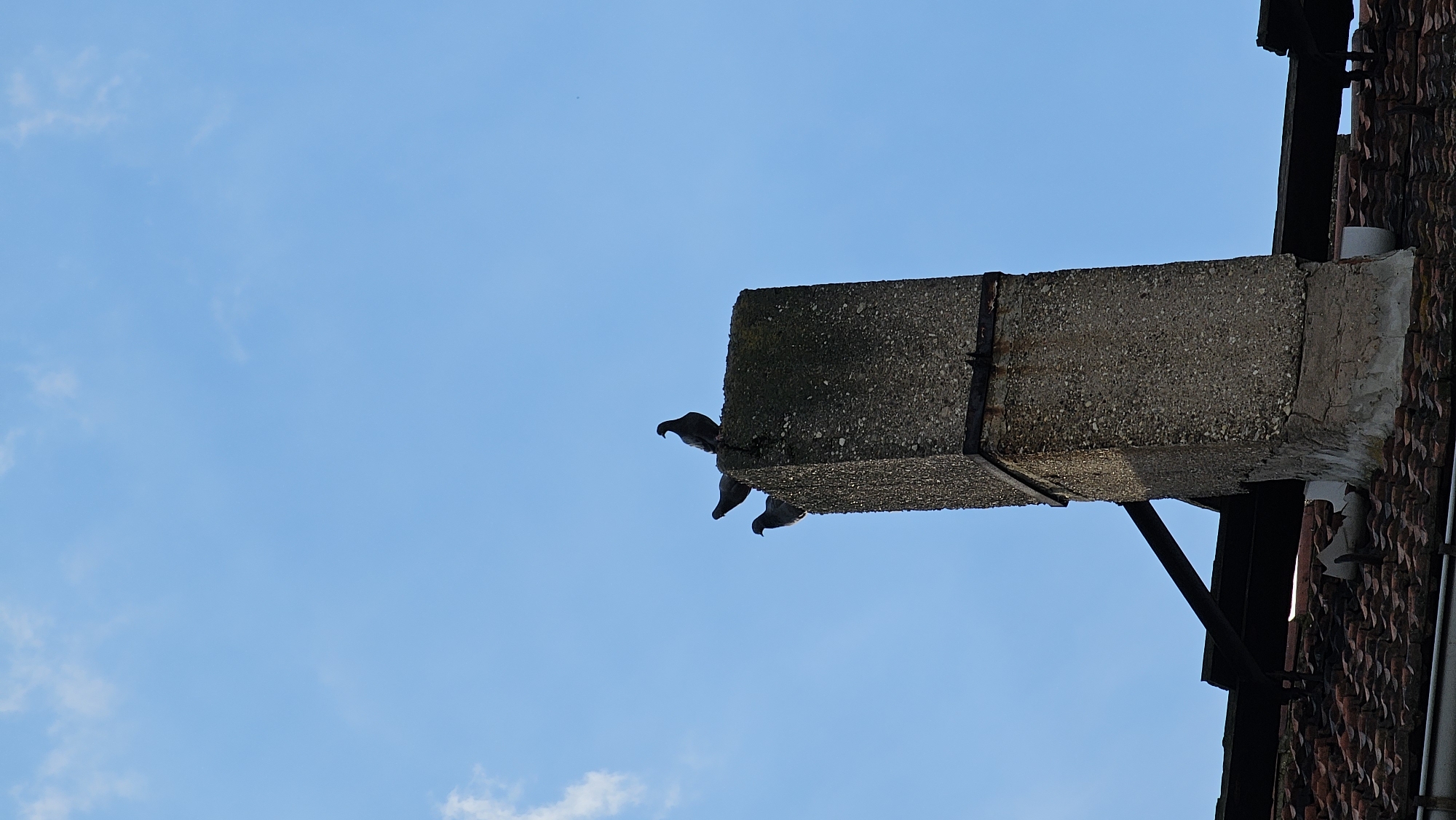 This low-angle shot captures a concrete beam protruding from a brick building against a clear blue sky with sparse white clouds. Silhouetted against the bright sky, three pigeons are perched precariously on the edge of the beam. One pigeon is positioned at the very tip, facing left, while the other two are slightly further back and also facing left. The concrete beam appears aged and weathered, with visible rust marks and cracks. It is supported by a dark metal bracket. To the right, the textured surface of the brick building is visible, with roof tiles forming a pattern. The bright sky suggests it is daytime, likely a sunny day. There is no visible text in the image. The scene is set outdoors, possibly on the side of a building in an urban or semi-urban environment.