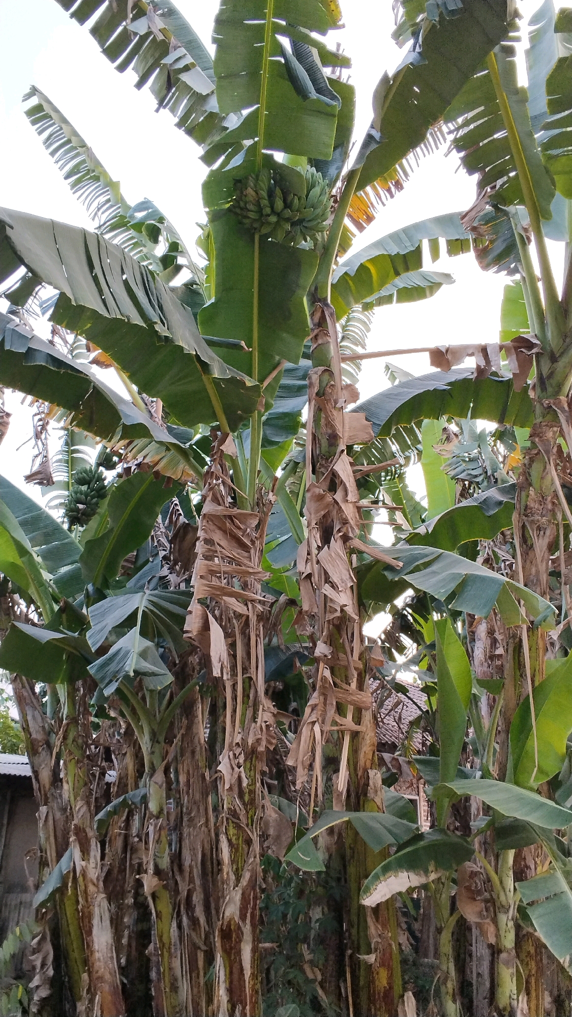 This is a medium-shot, low-angle, vertical, natural light photograph of a cluster of banana trees in Penompo, Indonesia. The banana trees are the primary subjects, with their large green leaves dominating the frame. Several bunches of green bananas are visible hanging from the trees. The trunks of the banana trees are visible, some covered in dry, brown, decaying leaves. In the background, a corrugated metal roof of a building is partially visible on the left, and hints of other vegetation can be seen. The sky is a bright, overcast white, indicating daytime. No people or animals are present in the image.