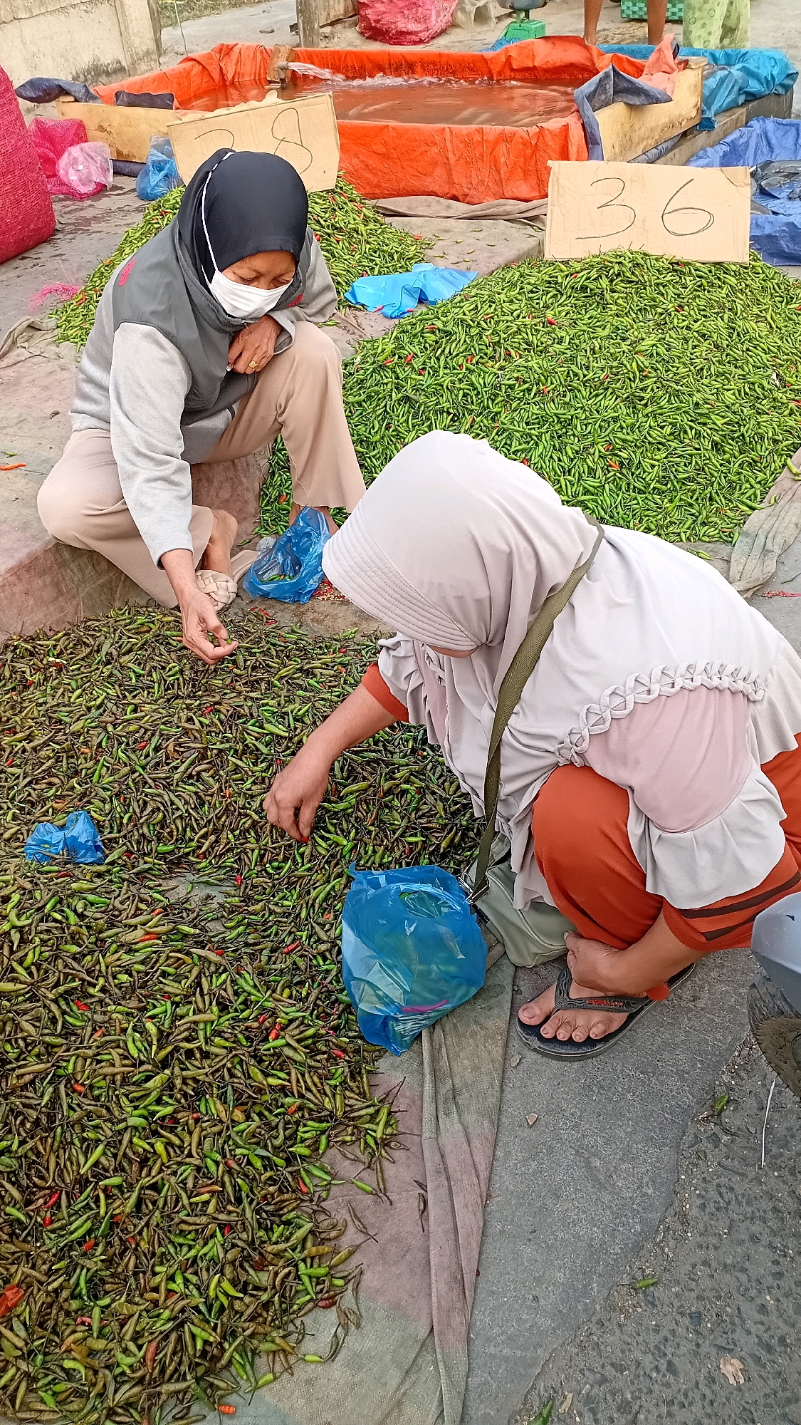 In Jambi, Indonesia, a street market scene unfolds where two women are engaged in sorting through piles of chili peppers. The woman on the left, wearing a black hijab and a white mask, is crouched and appears to be inspecting individual chilies from a large pile. She is dressed in a gray jacket over a light-colored shirt and beige pants. To her right, another woman, wearing a light grey hijab and an orange shirt with white trim, is also crouched and actively sorting through a different, smaller pile of chilies. She wears orange pants and dark flip-flops. The chilies, predominantly green with some showing red hues, are spread out on the ground, some on a coarse fabric mat and others directly on the asphalt. Several blue plastic bags, likely for collecting sorted chilies, are scattered among the peppers. In the background, large orange tarpaulins are visible, possibly marking stalls or containers, and a cardboard sign with the handwritten number "36" is propped up next to one of the chili piles, suggesting a price or lot number. The ground is a mix of concrete and asphalt, typical of an outdoor market setting. The overall impression is one of active commerce and agricultural work in a bustling urban environment.