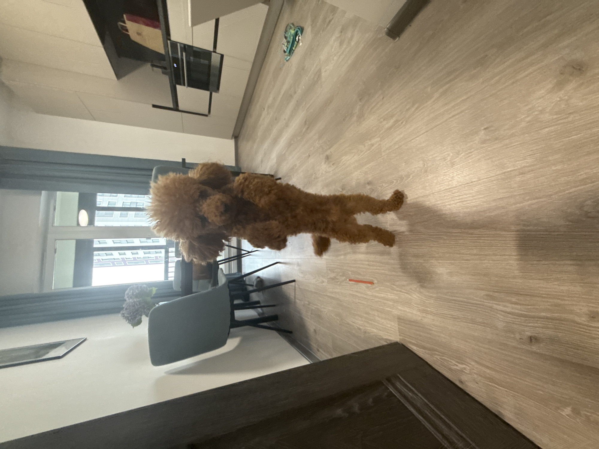 The image shows the interior of a room with a light-colored wooden floor. A brown poodle stands on the floor, oriented with its head towards the left of the frame. In the background, there is a dining area with chairs and a table. A window with curtains reveals a view of buildings, possibly located in Saint Petersburg, Russia. Other details include a television mounted on the wall and a partially visible doorway.