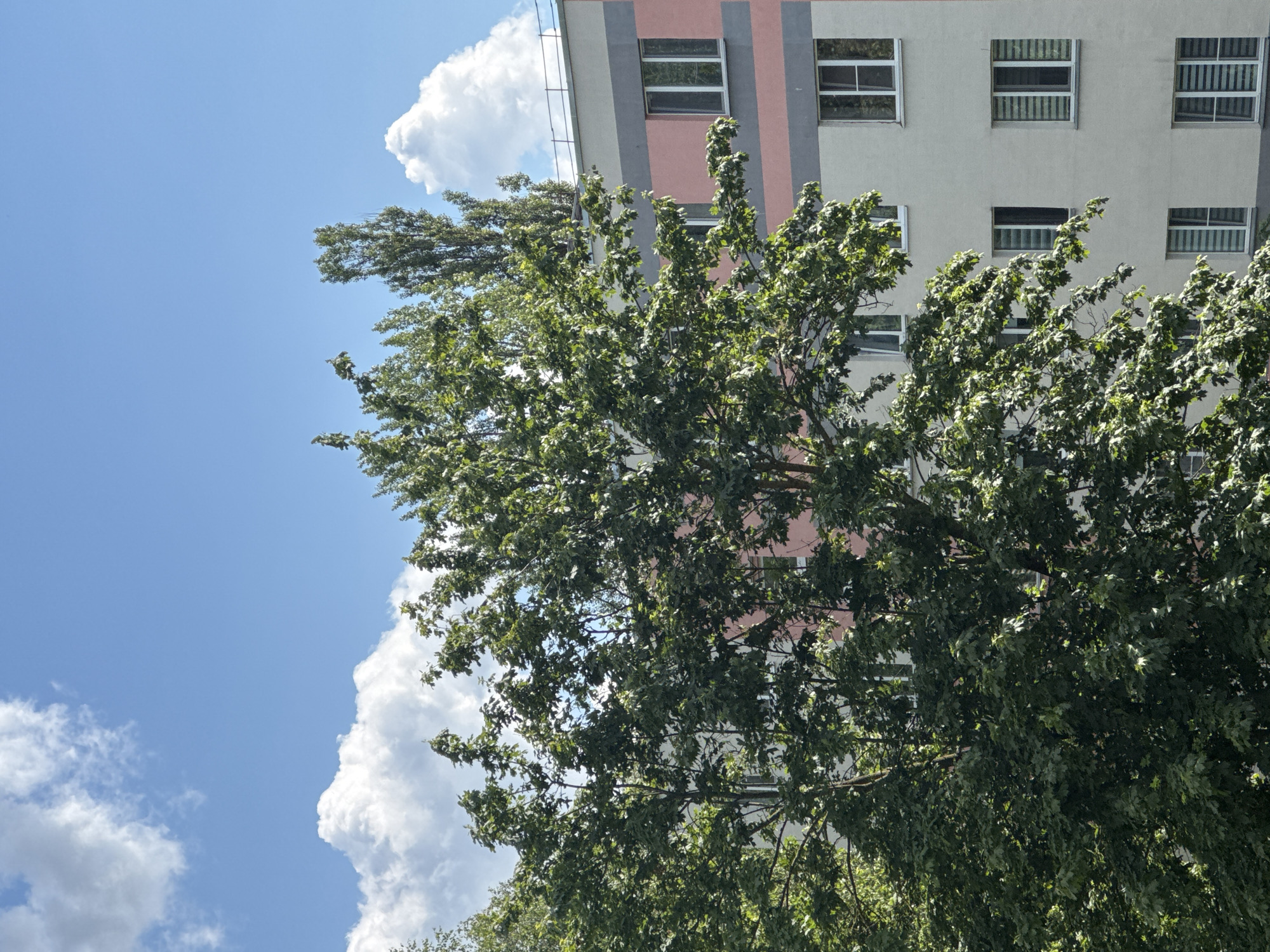 The image depicts a close-up, low-angle view of a leafy green tree against a bright blue sky with scattered white clouds. A portion of a building with vertical stripes of pink and gray is visible behind the tree. The building has multiple windows, some with blinds. The sun appears to be shining, suggesting it is daytime. The leaves of the tree are dense and appear to be rustling, possibly due to a gentle breeze. The overall impression is one of an outdoor scene on a clear day, with the natural element of the tree contrasting with the architectural element of the building. There is no visible text in the image. The location context suggests this scene is in the Yarominski Sel'skiy Sovet, Belarus.