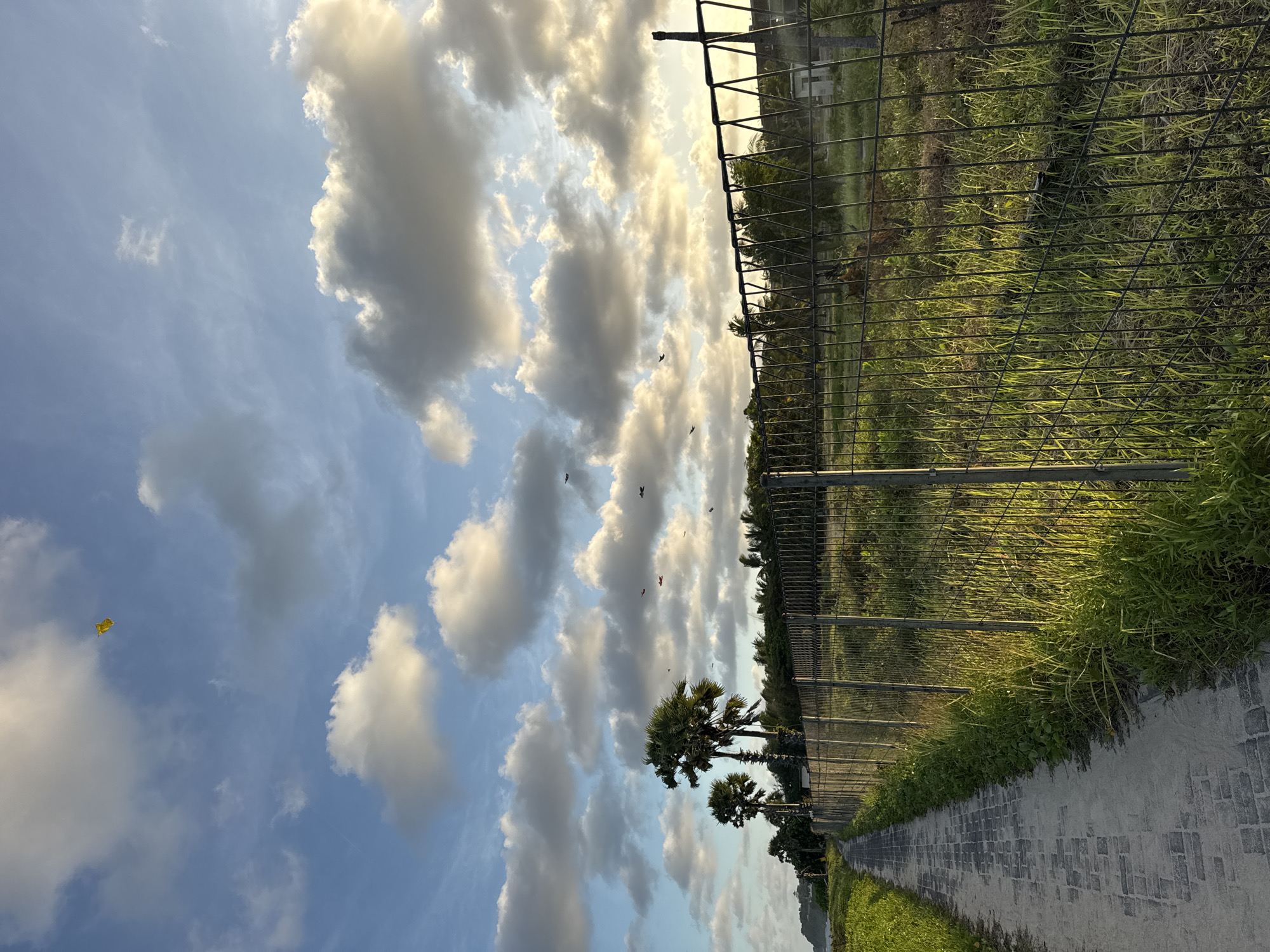 The image shows a park or green space, likely on the outskirts of a city. A gray brick or paved walkway stretches along a fence line. Beyond the fence is overgrown grass or weeds. Palm trees stand on the walkway side of the fence. The sky contains many clouds, with a few birds visible in the air. A yellow kite is also visible.