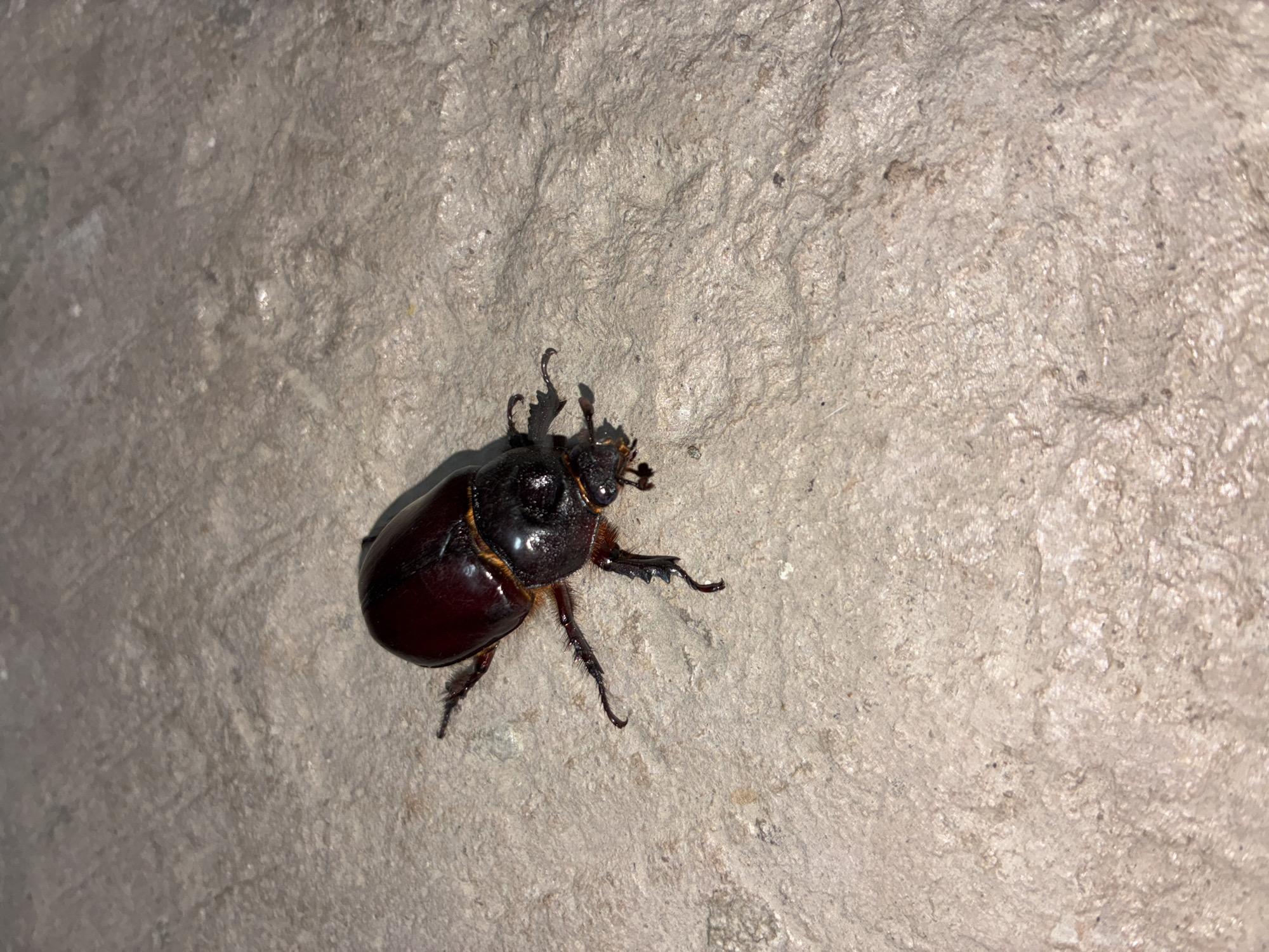 A dark reddish-brown beetle rests on a light grey, rough concrete surface. The beetle has a smooth, rounded carapace and visible legs with small claws. The location, Cañada de Madero, Mexico, does not provide enough additional information to expand the description.