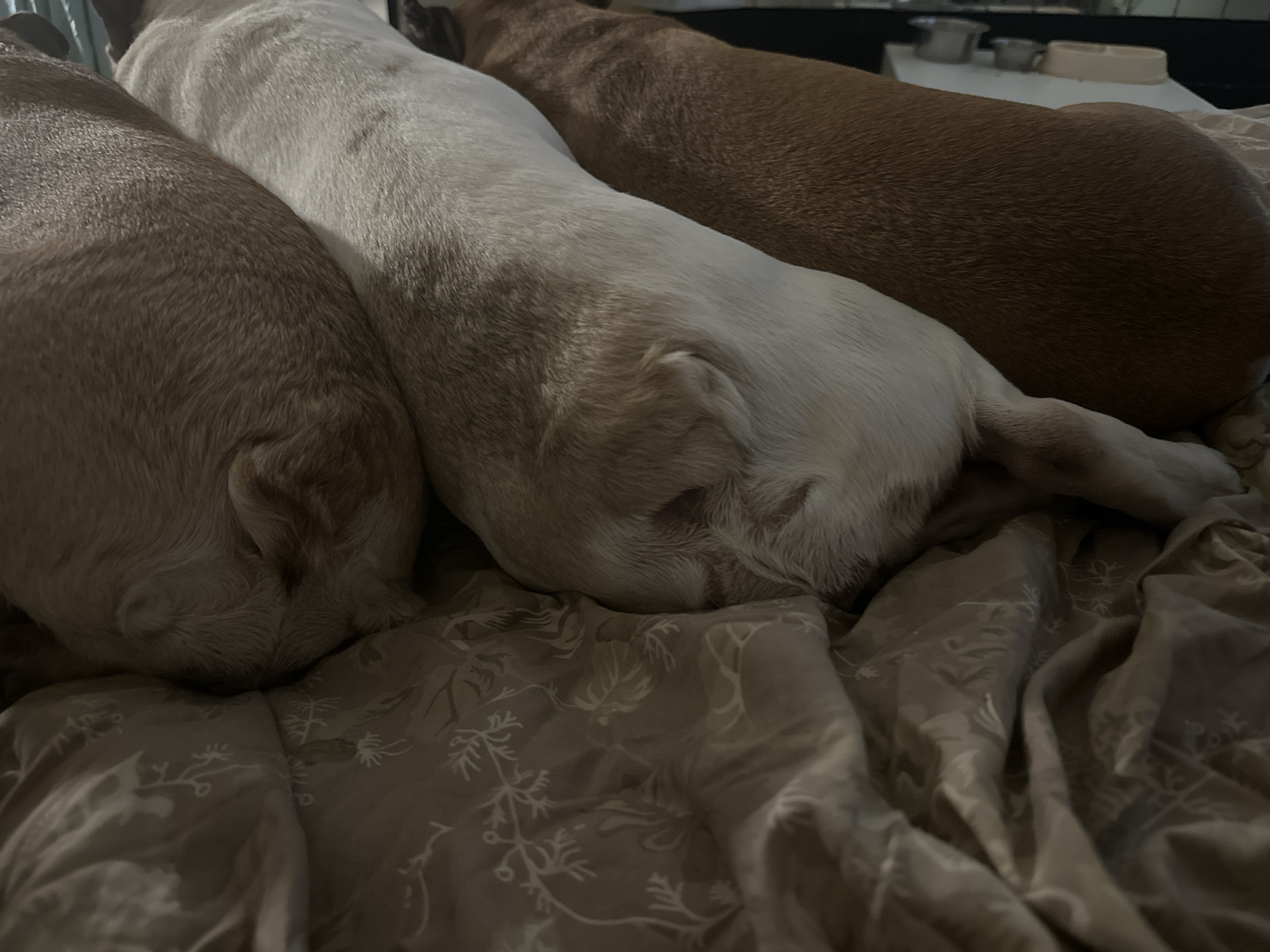 Three dogs are lying down on a bed with patterned sheets. The dog on the left has tan fur and its head is not visible. The dog in the middle has white and tan fur and is facing away from the camera. The dog on the right has brown fur and is also facing away from the camera. There is some clutter in the background, including what appears to be dog bowls. The scene is indoors and lit by artificial light.