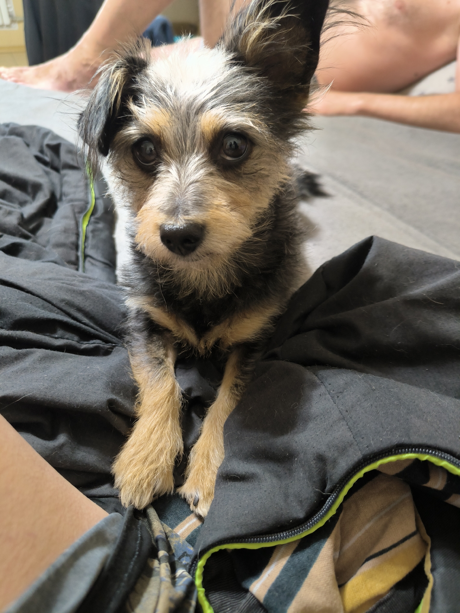 A small, scruffy dog with black, white, and tan fur is the central subject of this close-up, eye-level photograph. The dog is resting on a dark-colored surface, likely a bed or couch, with its paws visible in the foreground. The dog’s fur is disheveled, giving it a somewhat wild appearance. Its eyes are dark and attentive, looking directly at the camera. Behind the dog, the blurred background reveals what appears to be human legs, suggesting the presence of at least two people in the vicinity. One person’s bare leg and foot are visible to the left, and another person’s torso and shoulder are visible to the right, with fair skin and sparse body hair. The environment appears to be indoors, possibly a bedroom or living area, indicated by the soft lighting and domestic setting. The overall impression is intimate and casual. This image is not associated with the city of Mykolaiv, Ukraine.