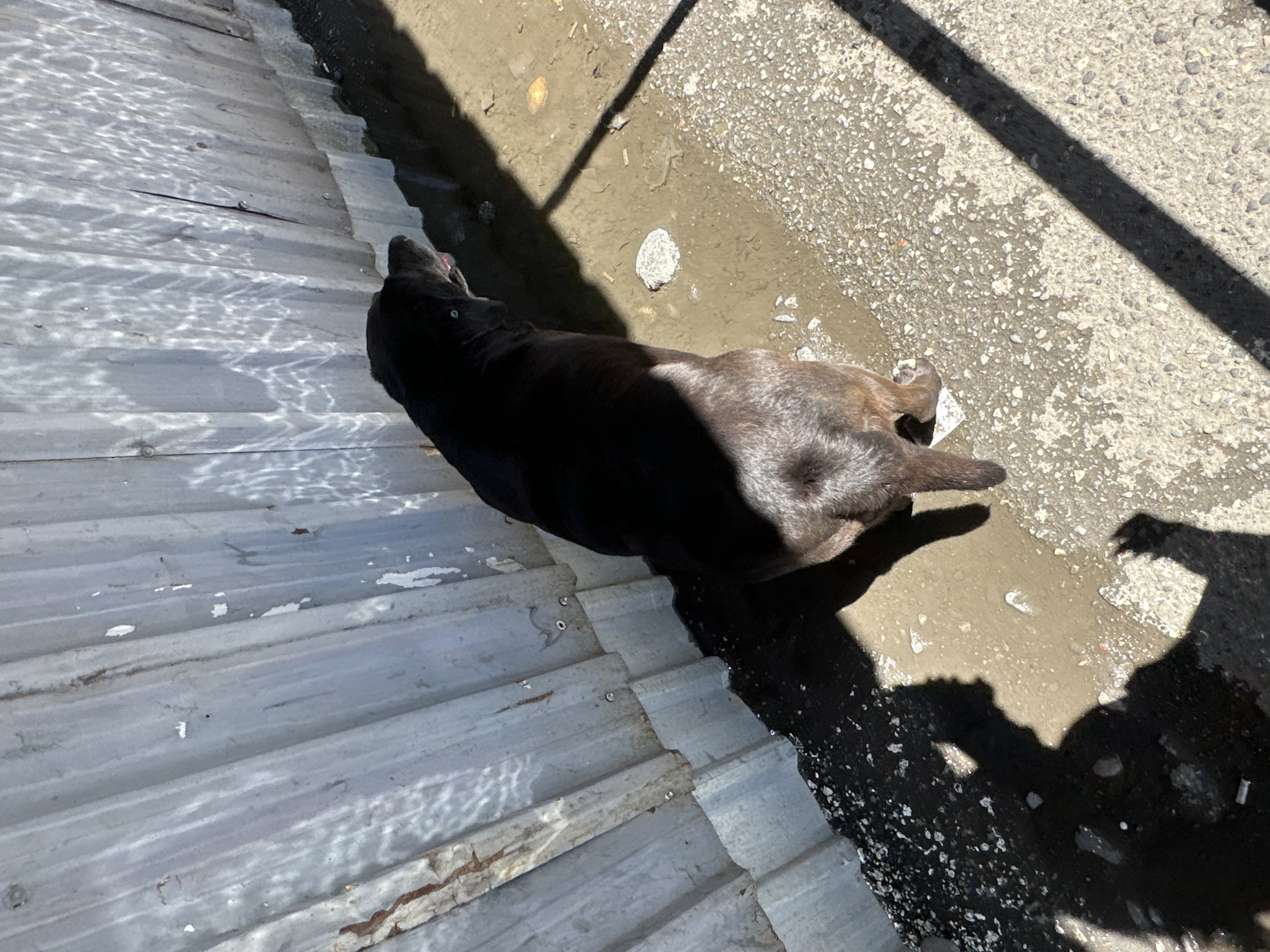 A black and brown dog is lying on a corrugated metal roof that runs along the left side of the image. The roof is exposed to sunlight which creates a pattern of light and shadow on its surface. Next to the roof is a narrow strip of dirt and debris, which then gives way to a concrete or paved area. Shadows of nearby objects or people are cast onto this concrete section. The location appears to be outdoors, possibly an alleyway or the side of a building. It is not possible to determine if this is in the city of Batumi, Georgia based on the image.