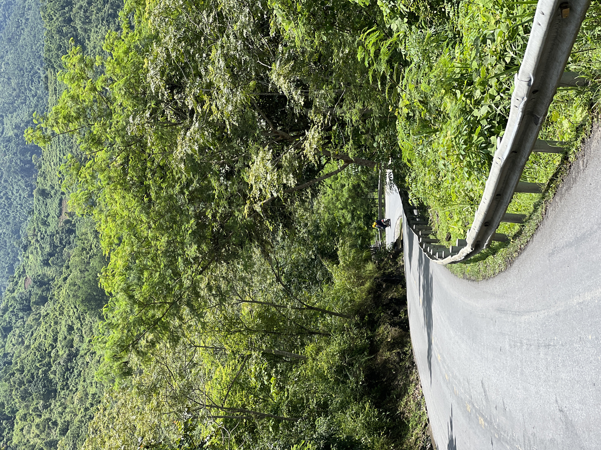 A motorcycle is seen from behind, traveling on a winding asphalt road that curves to the left, bordered by lush green trees and vegetation on both sides. The road has yellow painted lines and a metal guardrail on the right side. In the background, a densely forested mountainside rises under a bright sky. The motorcycle rider is wearing a yellow helmet. The scene appears to be a scenic route in a rural or mountainous area, possibly in Minh Tân Commune, Vietnam, given the tropical vegetation and road style.