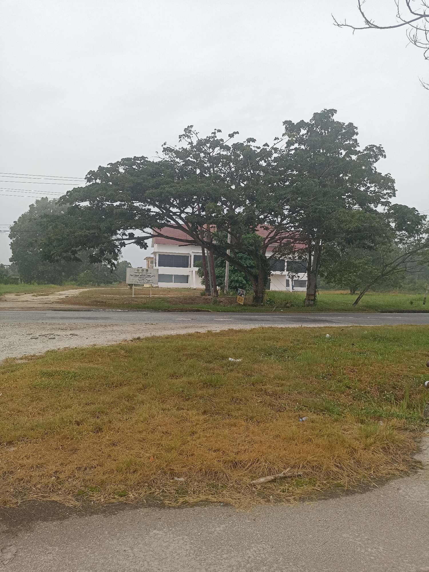 The image depicts an outdoor scene in what appears to be a slightly overcast or foggy environment. In the foreground, a paved road or pathway is visible, with a patch of dry, brown grass to its left and greener grass to its right. A few pieces of litter are scattered on the ground.
Dominating the midground is a large, mature tree with a wide, expansive canopy. Behind the tree, a white building with a reddish-brown roof and dark-tinted windows can be seen. A signpost is placed in front of the building, with text that reads "POLITEKNIK NEGERI SRIWIJAYA". This indicates the location is the State Polytechnic of Sriwijaya, likely in Kampung Tengah, Indonesia, as suggested by the prompt.
Further in the background, more trees and vegetation are visible, contributing to a rural or semi-rural setting. Power lines stretch across the sky in the upper left portion of the image. The overall atmosphere is subdued due to the weather conditions. There are no people visible in the image, and no discernible actions or interactions are taking place.