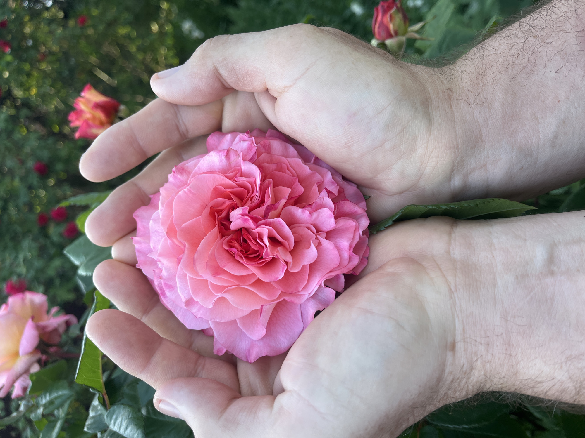 A person's hands cradle a pink rose outdoors, the palms upturned and gently cupping the blossom. The rose is a full bloom, with many layers of petals in various shades of pink, from light to deeper hues. The green rose leaves partially cover the person's wrists. The background consists of a garden with green foliage and several roses in various stages of bloom, one of them appears to be a red and yellow rose. The location in the city of Krasnodar, Russia is not apparent from the image.