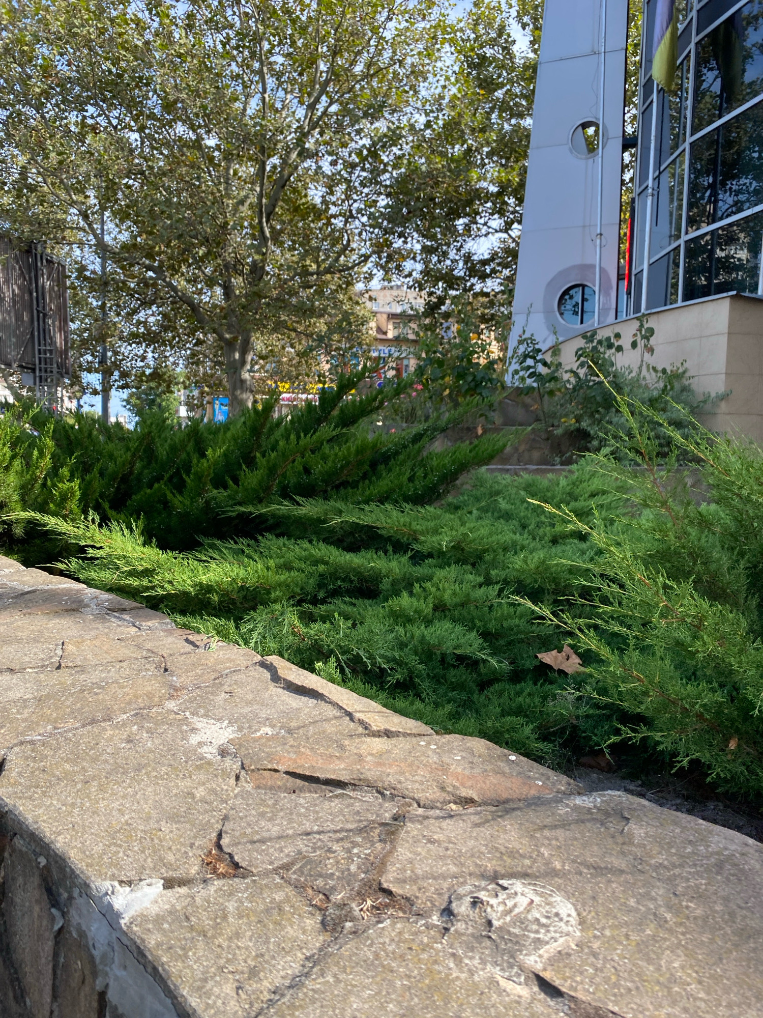 The image depicts a landscaped area with lush green juniper bushes in the foreground and midground. A stone wall, constructed with irregularly shaped stones, forms the lower boundary of the scene. Behind the bushes, a modern building with a white, curved facade and large glass windows is visible. The building is partially obscured by a large tree with full foliage, suggesting it is autumn. A Ukrainian flag, yellow and blue, is visible hanging from the building. In the background, other buildings and street elements can be seen, indicating an urban setting. The overall scene is an outdoor environment, likely a public space or a well-maintained garden area adjacent to a commercial or administrative building in Chornomorsk, Ukraine. There are no people or animals visible in the image.