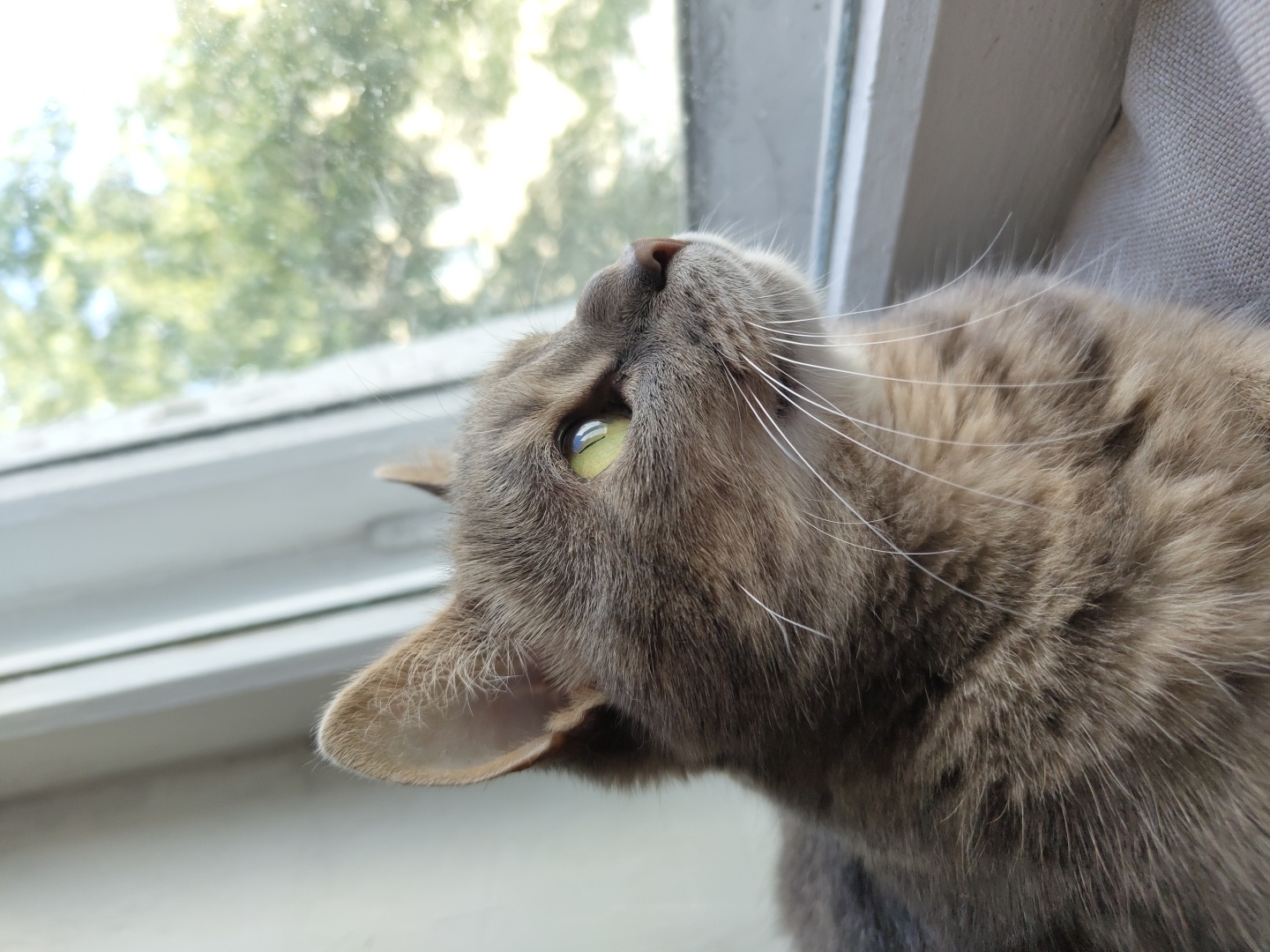 A close-up, profile shot shows a gray tabby cat sitting on a windowsill, looking out a window at green trees. The cat's fur is detailed with individual strands visible, and its bright green eyes are alert and focused. The window frame is white, and the background outside is a blur of green foliage. The cat is positioned in the foreground, taking up most of the frame. The lighting suggests it is daytime, with natural light streaming in from the window.