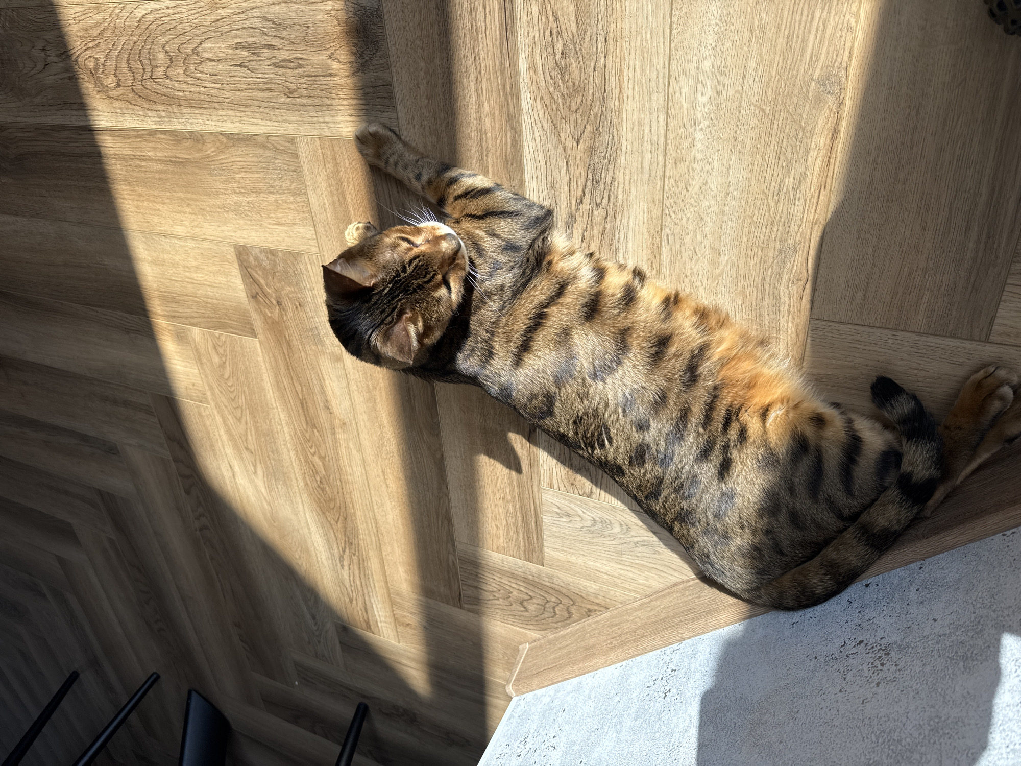 A Bengal cat with a spotted and striped coat lies on a light brown wooden floor, stretching out in a sunbeam. The cat is positioned diagonally across the frame, with its head resting on its front paws. The floorboards are laid in a herringbone pattern. Shadows from furniture, including chair legs, are cast across the floor. A portion of a light grey, textured surface is visible in the lower left corner. The lighting suggests it is daytime, likely indoors.