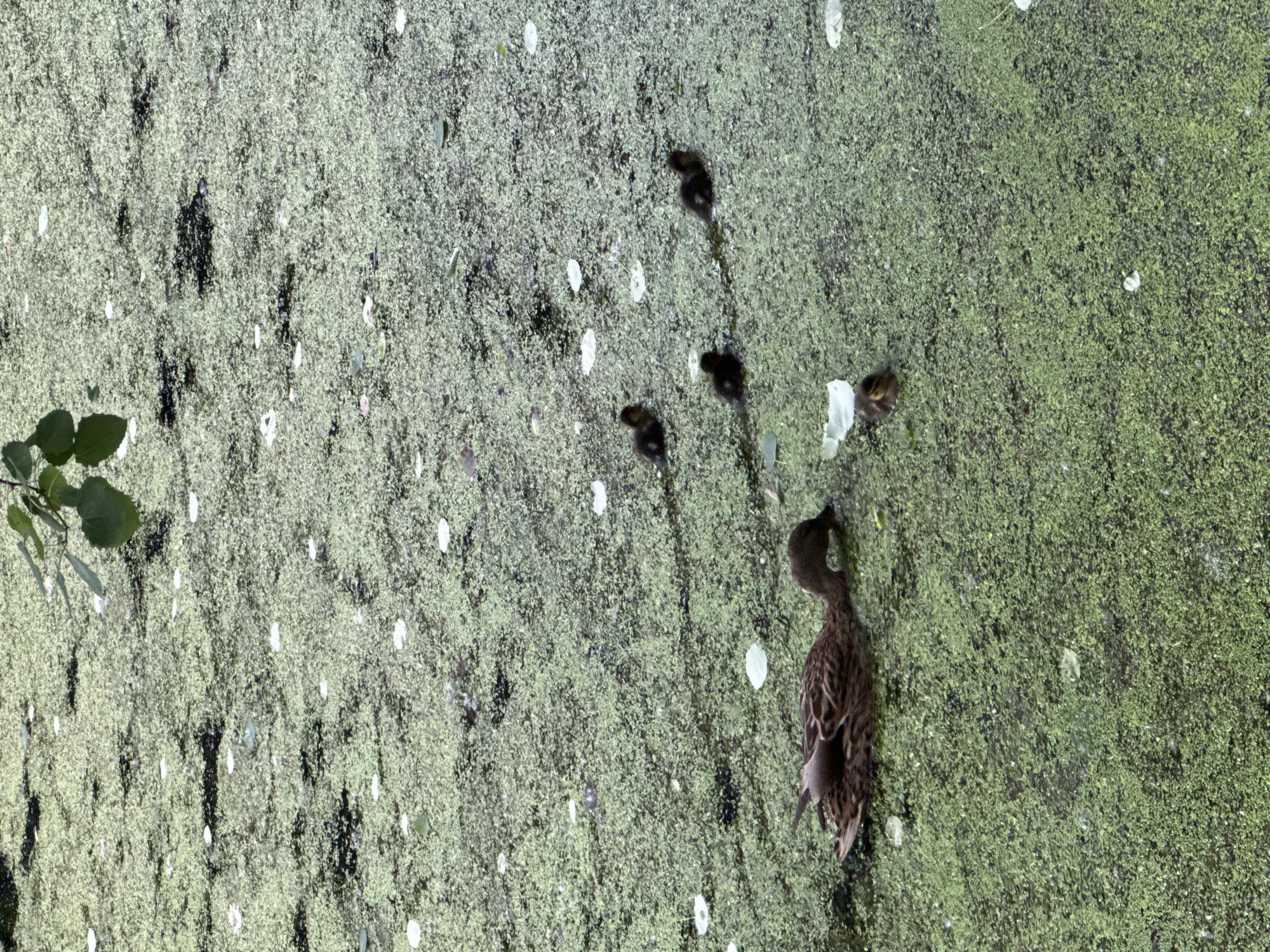 A mother duck and four ducklings swim in a pond covered in green algae and scattered white petals. The mother duck, a mallard, is on the left side of the image, with her head lowered as if feeding. Three ducklings are visible swimming behind her, and another duckling is to her right. A branch with green leaves hangs over the pond from the top of the frame. The image is taken from an overhead perspective. The location is the pond in the Tavricheskiy Garden in Saint Petersburg, Russia.