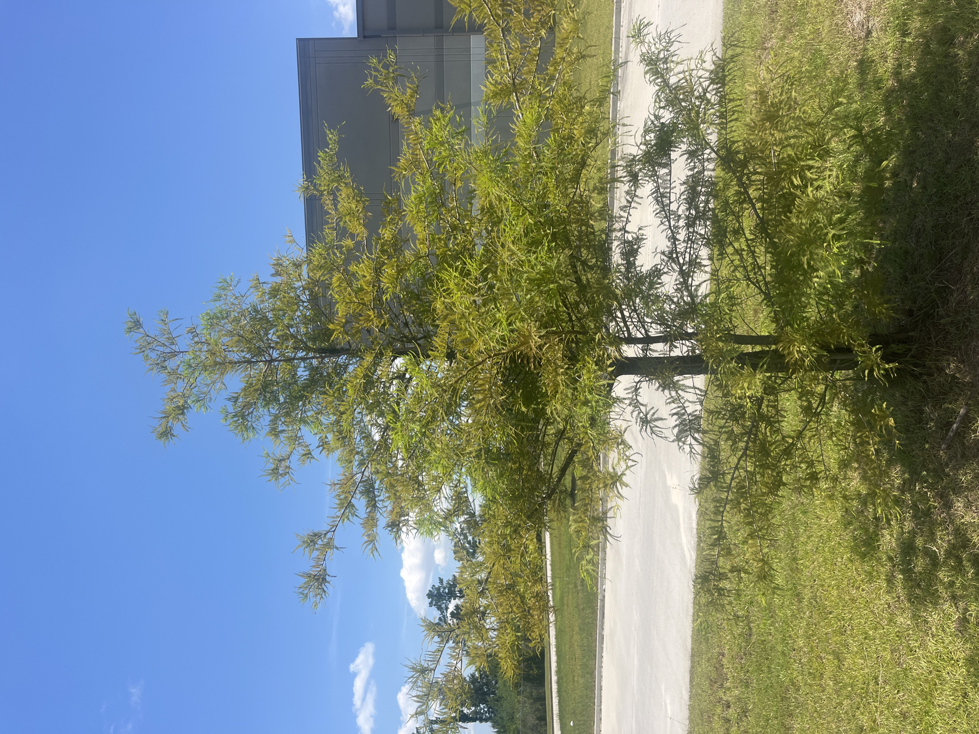 A solitary, small deciduous tree with sparse, light green foliage stands in the foreground on a bright, sunny day. The tree is positioned in a grassy area. Behind the tree, a paved surface, likely a road or parking lot, stretches horizontally across the middle ground. Further in the background, a large, modern, gray building with a segmented facade is visible, characteristic of industrial or commercial architecture. The sky above is a clear, vibrant blue with a few wispy white clouds. The overall scene suggests an outdoor setting in an urban or suburban environment, possibly an industrial park in Pooler, United States of America.
