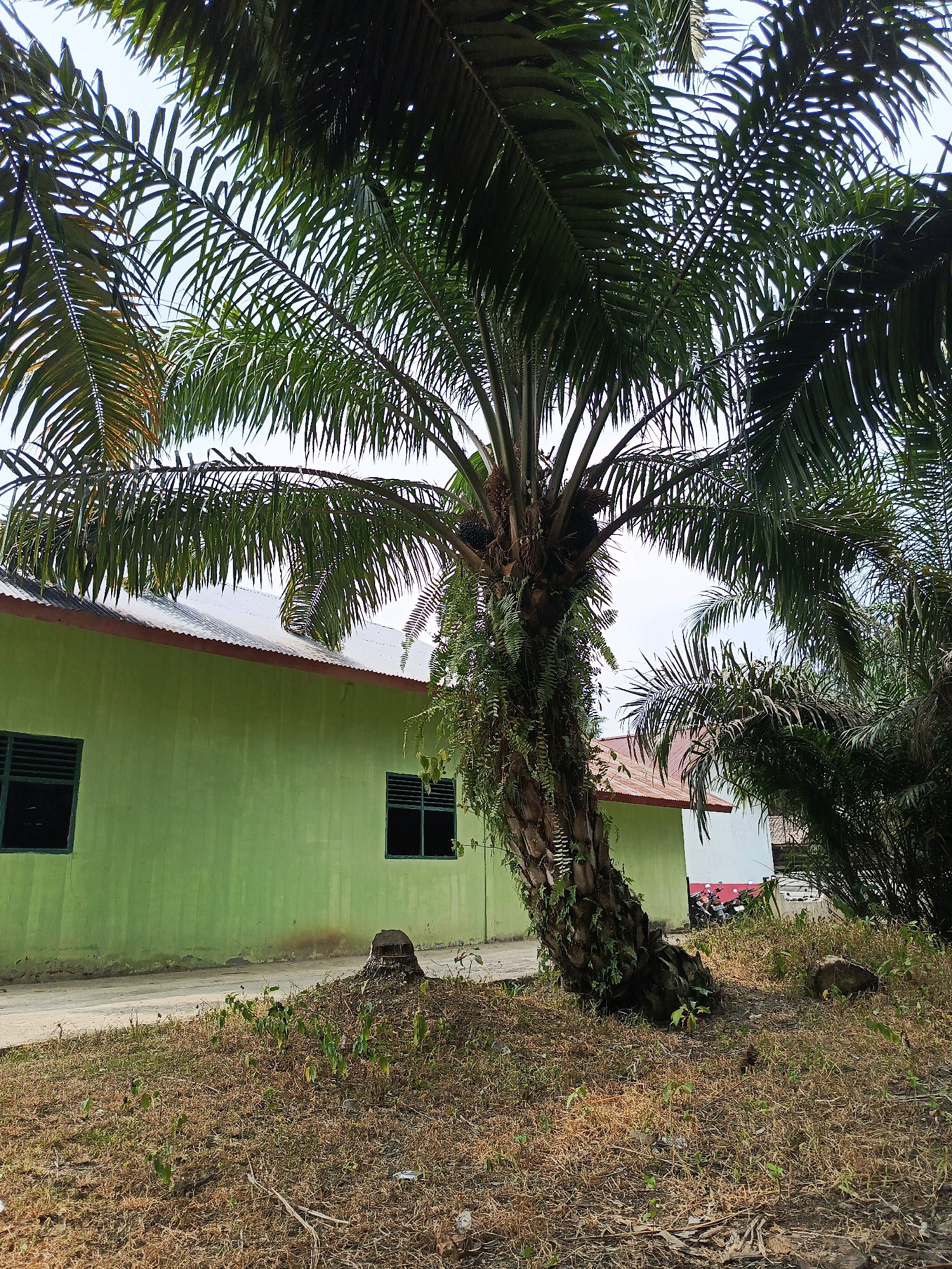 In the city of Megang Sakti V, Indonesia, this image depicts a scene in front of a light green building with a corrugated metal roof. A large, leaning palm tree dominates the foreground, its fronds casting shadows. The ground is covered in dry grass and a few small plants, with a tree stump visible to the left of the palm tree. The building has two dark windows with green frames. In the background, other palm trees are present, and a red motorcycle is parked near a white section of another building. The sky is overcast.