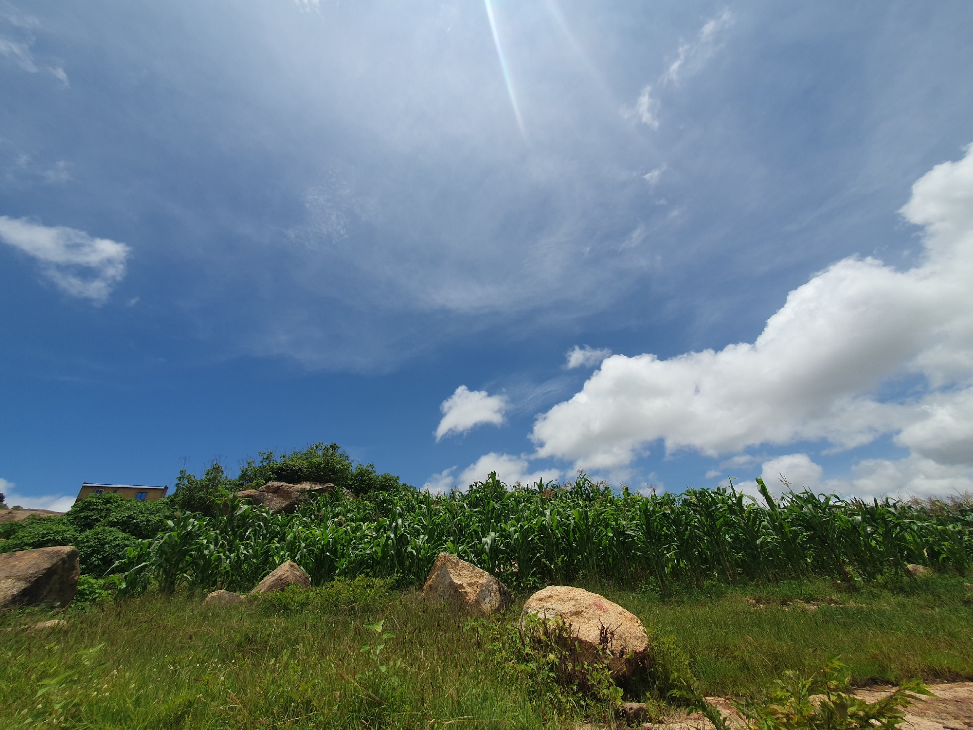 The image depicts a lush green cornfield under a bright blue sky with scattered white clouds and sun glare. The field is situated on a hillside, interspersed with large, light-brown rocks and dry grass in the foreground. A building with a light-colored facade and blue-tinted windows is visible on the top left of the hill, partially obscured by trees and foliage. The scene appears to be an outdoor, rural or semi-rural setting in Gura Top, Nigeria.