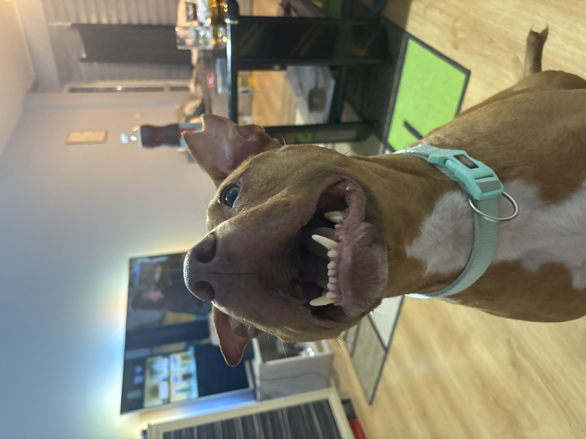 A close-up, slightly skewed shot shows a light-brown and white dog with its mouth open, revealing its teeth. It is wearing a light-blue collar. In the background, a television screen is visible. A three-tiered black shelf unit stands in the background, to the left of the dog’s head. The floor appears to be made of light-colored wood. The location is not possible to identify as Sofia, Bulgaria from this image.