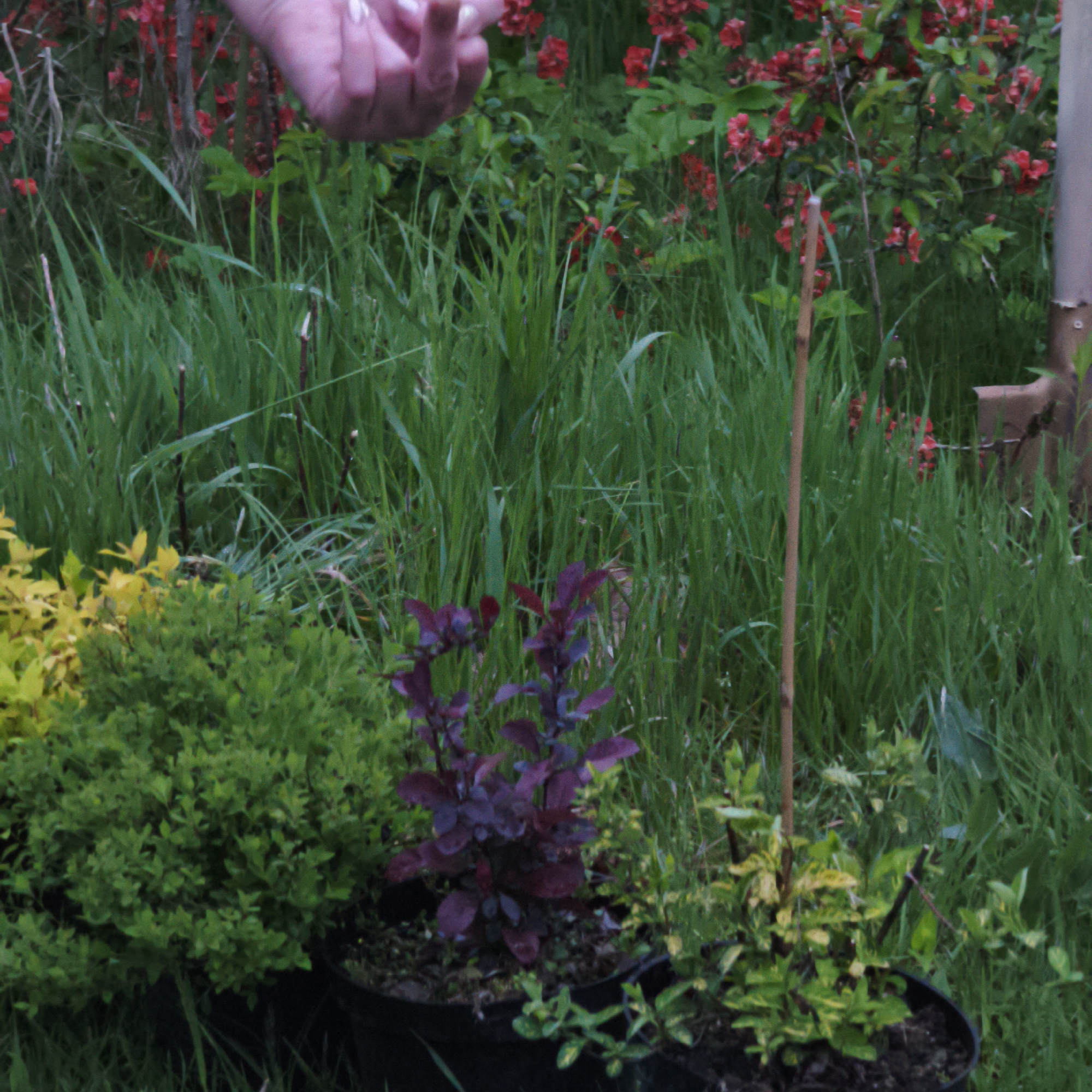 In a grassy outdoor scene, a hand appears at the top left. Below the hand are various green plants and flowers. In the foreground, potted plants with green and purple foliage are visible. Long grass fills the mid-ground, with some red flowers scattered throughout. A shovel is partially visible at the right edge of the frame. It is daytime. The location is Парэцкі сельскі Савет, Belarus.