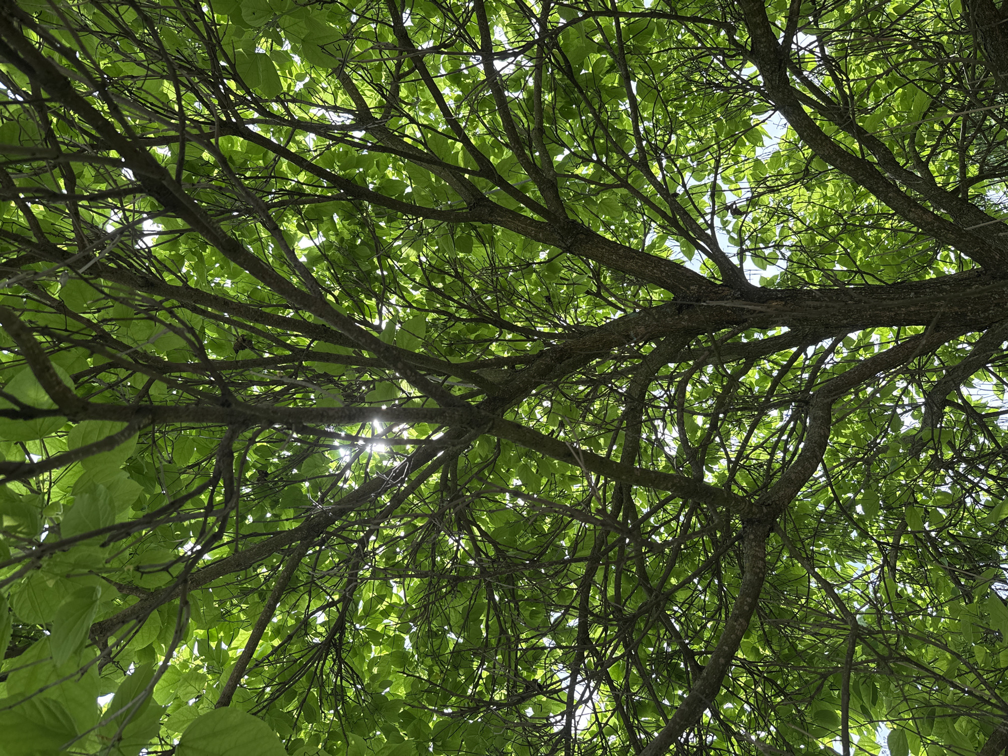 The image is a low-angle shot looking up into the canopy of a tree with green leaves. Sunlight filters through the leaves and branches. The branches are bare and brown, and the leaves are vibrant green. The location is presumably Strazhitsa, Bulgaria based on the instructions. There are no visible people or objects beyond the tree and sky.
