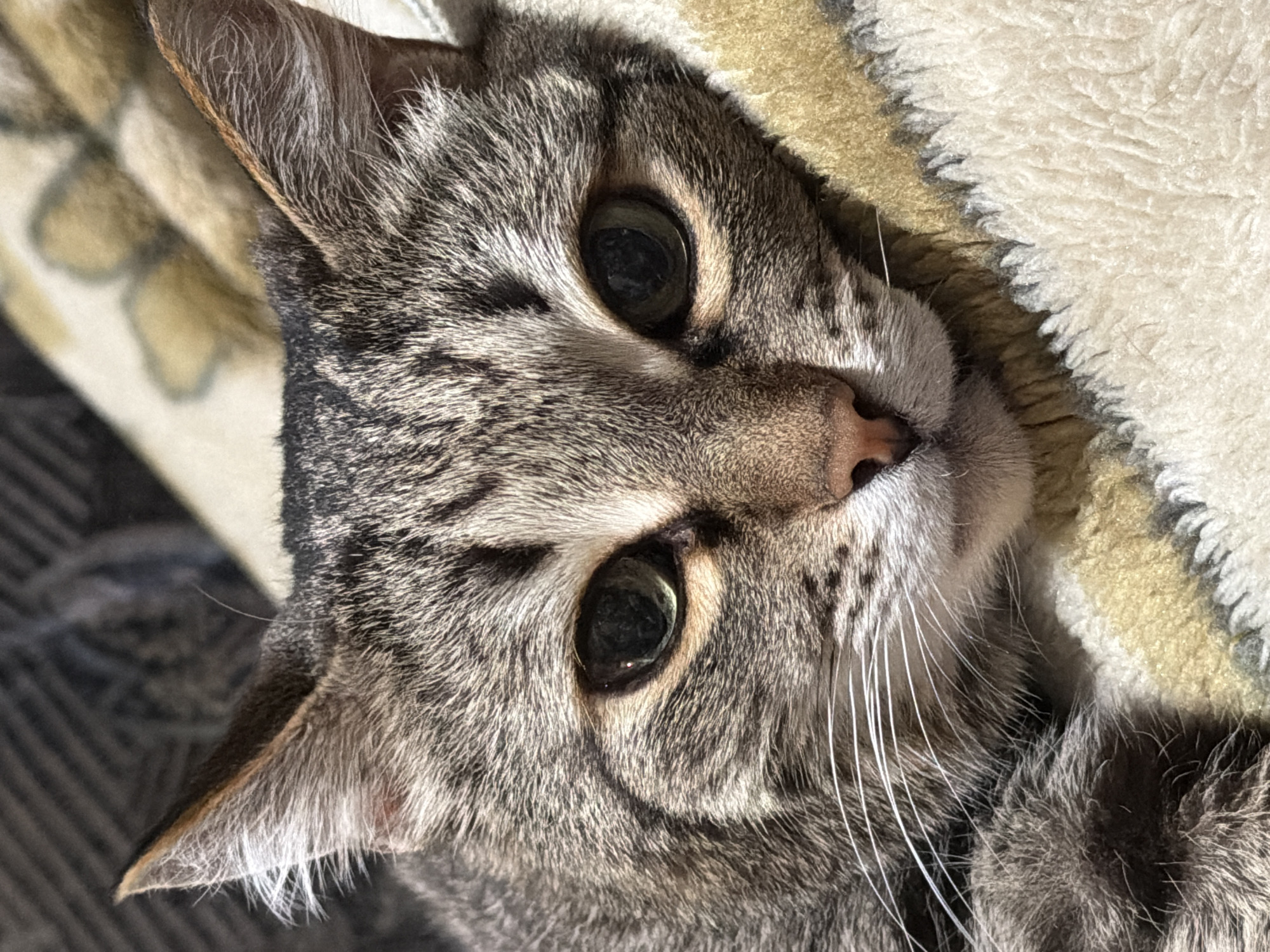 A close-up shot presents the face of a tabby cat. The cat has a predominantly grey and brown coat, with distinct tabby markings visible on its head and around its eyes. The cat's eyes are large and dark, reflecting the surrounding light. The nose is pink, and the cat's whiskers are long and white. The cat rests on a textured, multi-colored surface, possibly a blanket or bedding, featuring shades of cream, yellow, and grey. The image appears to have been taken indoors with natural lighting. There is no indication of the location being Izhevsk, Russia.