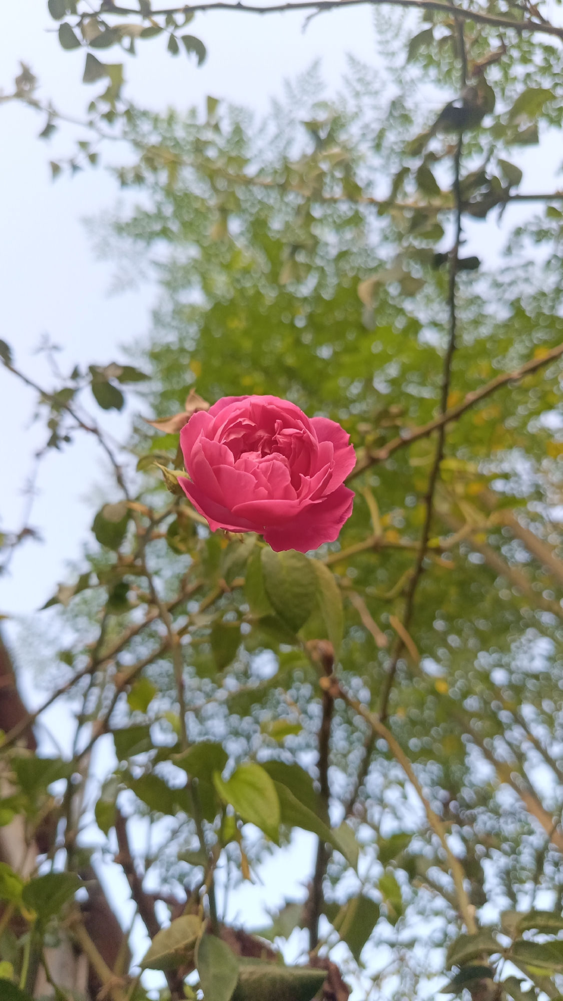A single, vibrant pink rose is in sharp focus, centered in the frame. It is surrounded by the out-of-focus foliage and branches of a rose bush, with a blurred background of green leaves and the sky. The image is taken from a low angle, looking upwards. The location is not specified in the image.