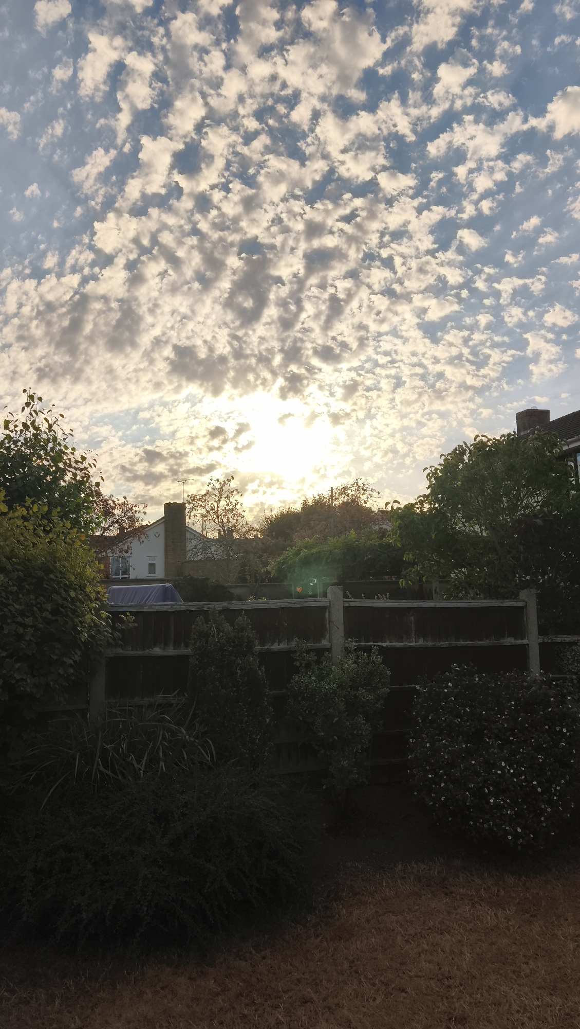A vertical, medium-shot photograph captures a suburban backyard in Taunton, United Kingdom, under a partly cloudy sky during daylight. The sun is prominently positioned in the upper center, partially obscured by scattered, textured clouds that are tinged with the warm hues of sunrise or sunset. The sky is a blend of pale blue and illuminated white and gray clouds.
In the midground, a weathered wooden fence runs horizontally across the frame, separating the foreground from the background. Behind the fence, a white house with a prominent brick chimney is visible, along with dense green trees and foliage. A blue tarp is draped over an unseen object to the left of the house. The trees and hedges are lush and varied in color, ranging from deep green to lighter, possibly autumnal shades.
The foreground consists of a lawn area with dry, brown grass. Dark green shrubs and bushes are situated along the base of the fence, creating a shadow-filled zone. The overall impression is of a tranquil, domestic scene on a pleasant day. There are no people or animals visible in the image.