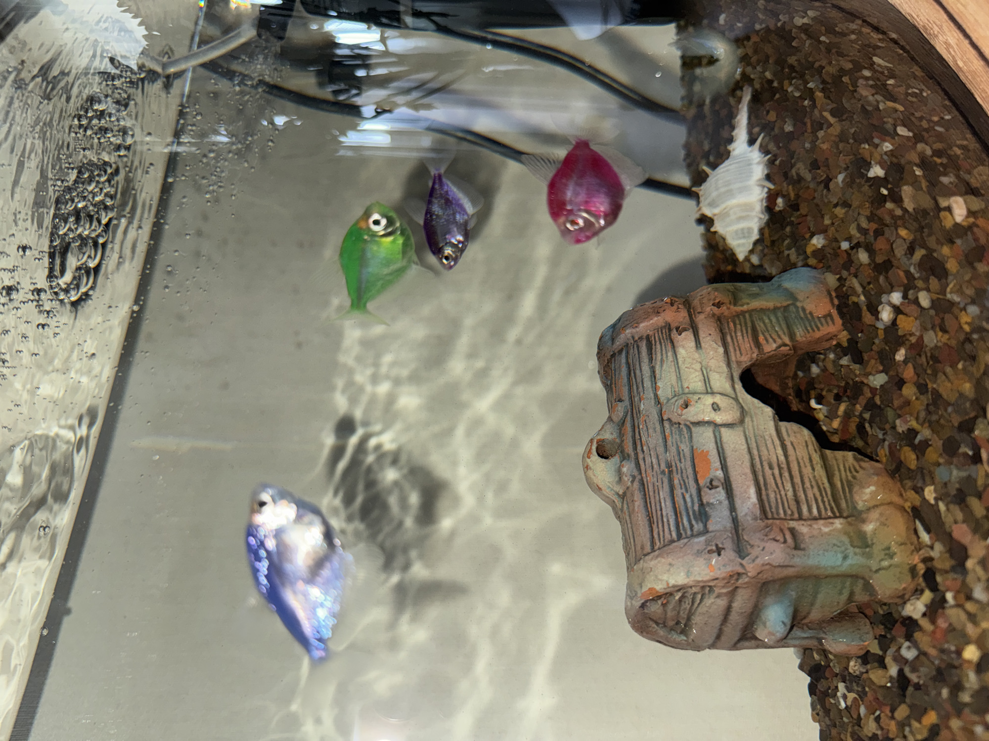 The image shows an indoor aquarium containing four genetically modified GloFish, colored green, purple, pink, and blue, respectively. They appear to be black skirt tetras based on body shape. Also in the tank is a decorative barrel-shaped ornament and a white shell attached to the side of the tank. The bottom of the tank is covered with gravel. Bubbles are visible in the upper left of the tank, indicating an air pump or filter. The exact location in the city of Chaikovsky, Russia, is not discernible from the image alone.