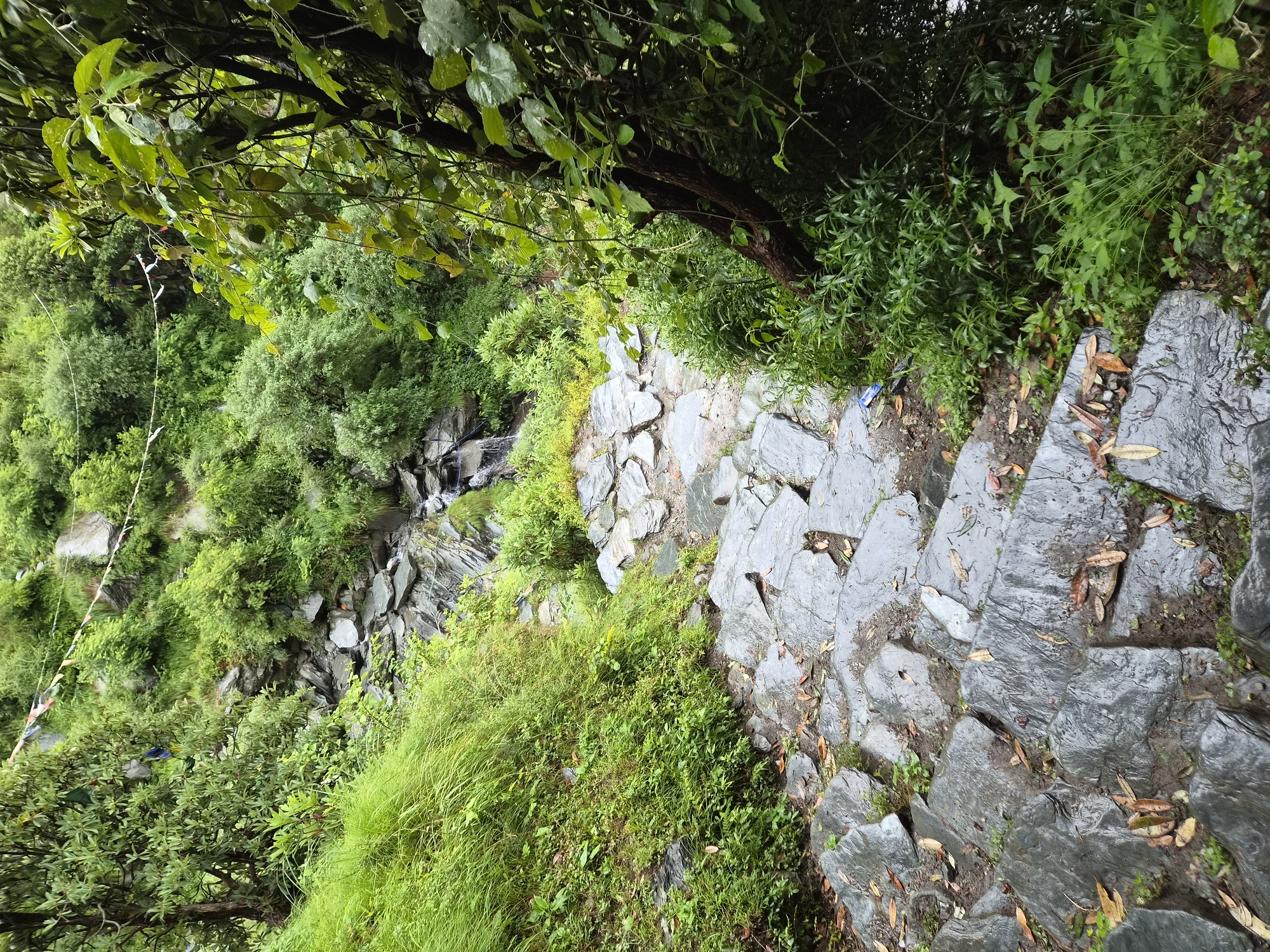 The image depicts a stone pathway descending a lush green hillside in Bhagsu, India. The pathway is constructed of large, irregularly shaped gray stones, some of which appear wet and reflective, suggesting recent rain or mist. Fallen leaves are scattered across the stones, adding to the natural, somewhat untamed appearance of the path. To the left of the pathway, vibrant green grass and foliage grow densely, reaching up towards the path. Further up the hillside, more rocks and a small waterfall are visible, surrounded by dense green vegetation. Prayer flags, typically found in Buddhist and Hindu regions, are strung across the upper part of the scene, adding a cultural element to the natural landscape. The overall environment is one of natural beauty and serenity, characteristic of a hillside trail in a mountainous region.