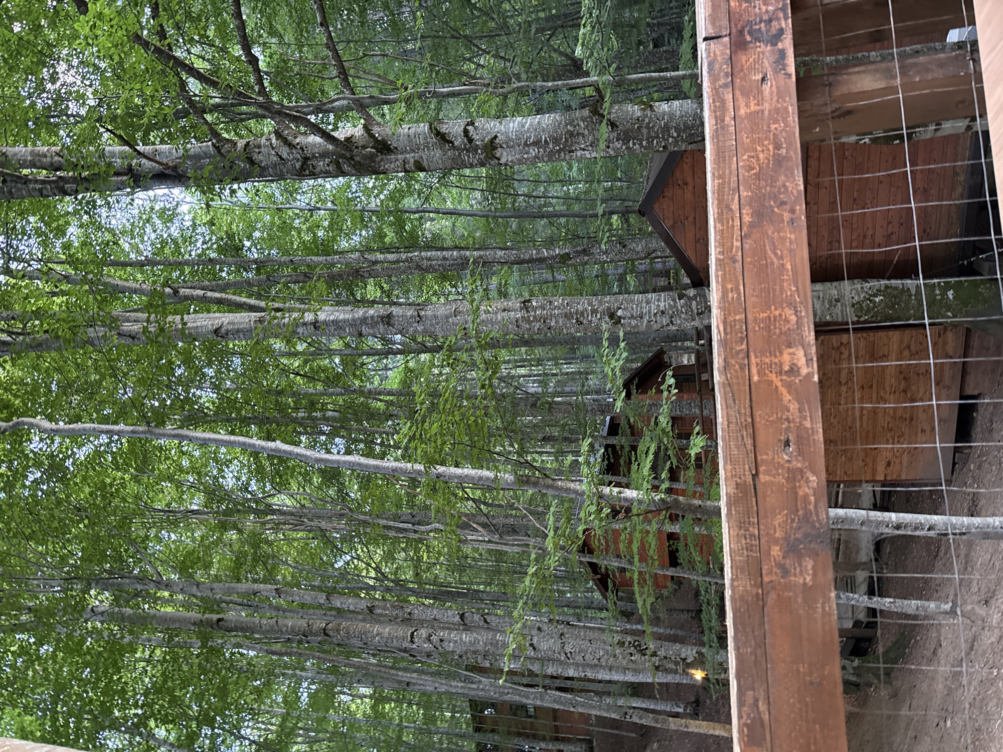 The image shows a dense forest with tall, slender trees. Several wooden structures, appearing to be cabins or small houses, are nestled amongst the trees. The structures are made of dark wood with visible planking and have sloped roofs. In the foreground, a wooden railing and a wire fence are visible, suggesting a vantage point or an enclosure. The overall scene depicts a rustic, possibly rural, setting within a forested area, consistent with accommodations found in or near the village of Arefu, Romania, known for its proximity to the Carpathian Mountains and natural landscapes. No people are visible in the image.
