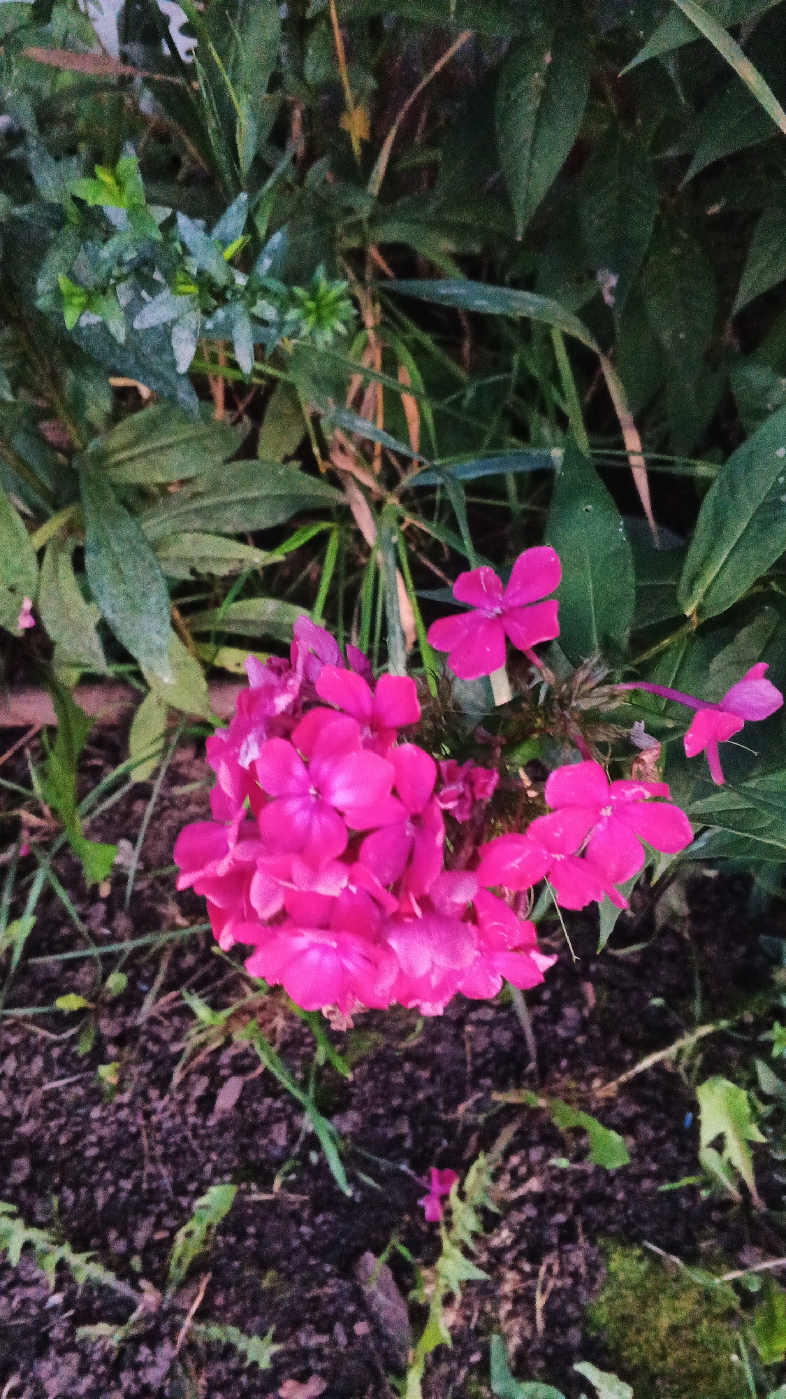 A cluster of vibrant pink flowers with multiple petals is in sharp focus in the foreground, against a blurred background of dark green leaves and soil. Some individual pink flowers are also visible scattered throughout the scene, with one to the right appearing to trail a thin stem. The ground is covered with dark, rich soil and sparse green grass. The lighting suggests it might be late afternoon or early evening. The scene depicts a garden or natural outdoor setting, possibly in the city of Подгорное, Russia.