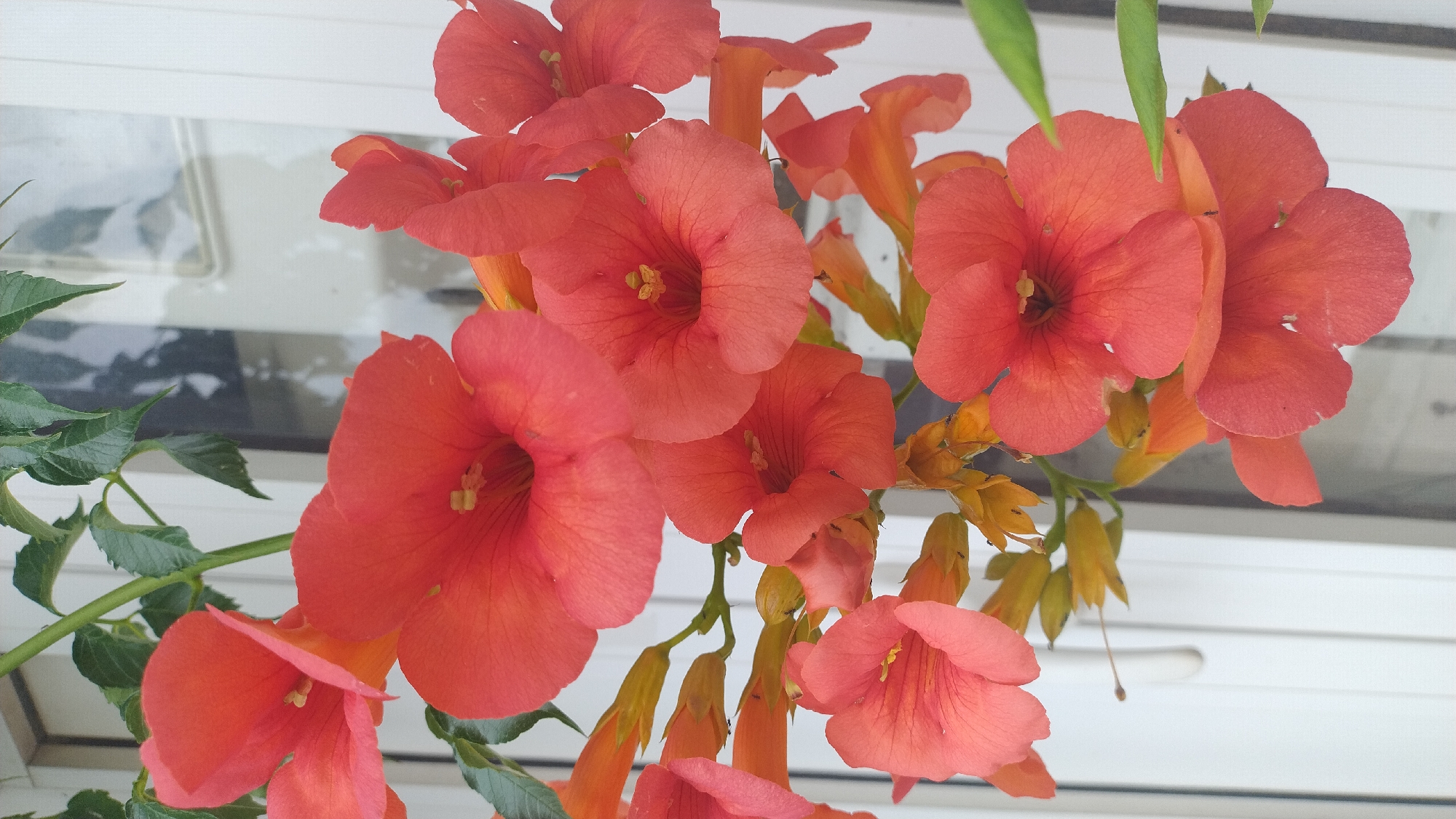 The image displays a cluster of vibrant orange trumpet-shaped flowers against a blurred background of a white structure, possibly a window frame or siding, indicative of an outdoor setting. Green leaves are interspersed among the blossoms, suggesting a plant in bloom. The lighting appears natural, casting soft shadows and highlighting the textures of the petals. There are no people or animals visible in the frame. The scene is likely captured in Νέα Κερασιά, Greece, given the provided context.