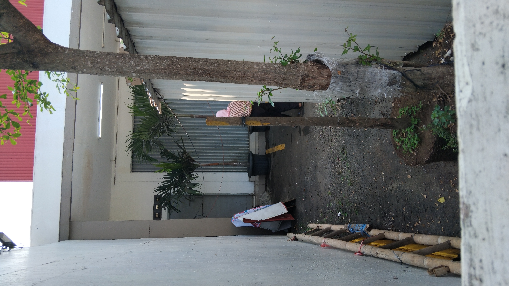 In the city of Batang, Indonesia, a narrow outdoor alleyway is depicted. The alley is bordered by a textured grey wall on the left and corrugated metal siding on the right. The ground is paved with dark gravel. In the background, a building with a white overhang and red roof is visible, with fluorescent lighting fixtures under the overhang.
Two potted palm trees stand in the alleyway. To the left, near the entrance, a folded white and red object, possibly a tarp or banner, rests against the grey wall. A wooden ladder, propped up by bamboo poles, lies on the ground to the left of the folded object.
A single person, wearing a pink headscarf and a striped long-sleeved shirt with black pants, is walking away from the camera towards the back of the alley. They are positioned between the two palm trees. A young tree stands prominently in the foreground, its base wrapped in white plastic netting. Another, taller tree trunk is visible to the right of this young tree, also wrapped in white netting. The scene suggests a utilitarian or storage area within an urban environment.