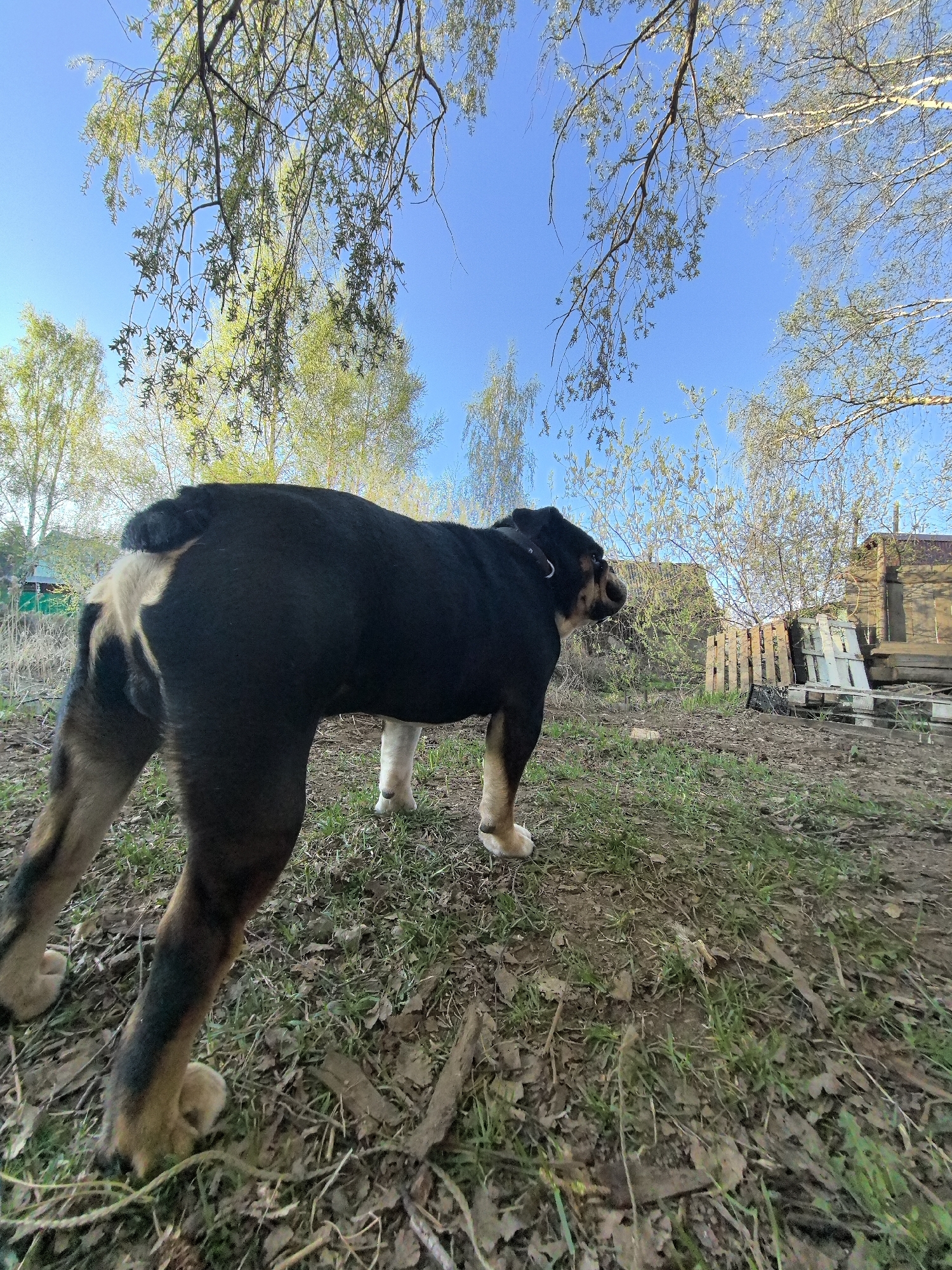 The image depicts a black and brown dog standing on a grassy, dirt-covered ground with scattered leaves and twigs. The dog is facing slightly away from the camera, showing its back and side. In the background, there are trees with budding leaves against a clear blue sky. To the right of the dog, some wooden structures, possibly parts of a building or debris, are visible. Based on the prompt, the location is Noviy, Russia.