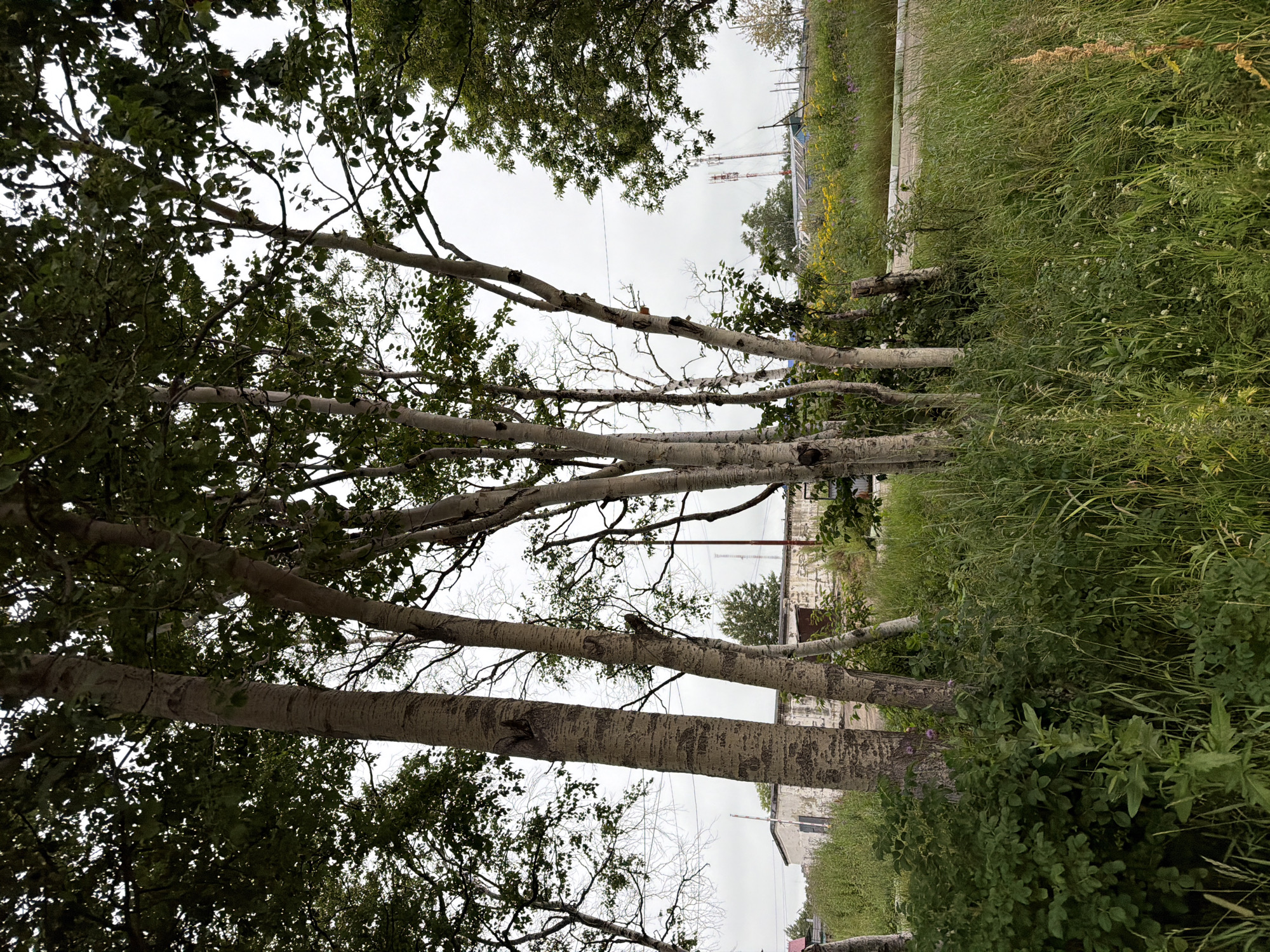 The image depicts a roadside view in Okha, Russia, characterized by a cluster of tall, slender trees with distinctive mottled bark, likely birch or aspen, dominating the foreground. These trees are interspersed with thick, verdant green foliage and tall grasses. In the middle ground, a low-slung, weathered building with a white facade and dark trim is visible, suggesting an industrial or storage facility. A paved road runs horizontally across the frame, separating the foreground vegetation from the middle and background. Beyond the building, a field of yellow wildflowers adds a splash of color to the landscape. In the distance, cellular towers rise against a cloudy, overcast sky, indicating the presence of modern infrastructure. The overall impression is one of a rural or semi-industrial setting within Okha, with a clear presence of natural vegetation.