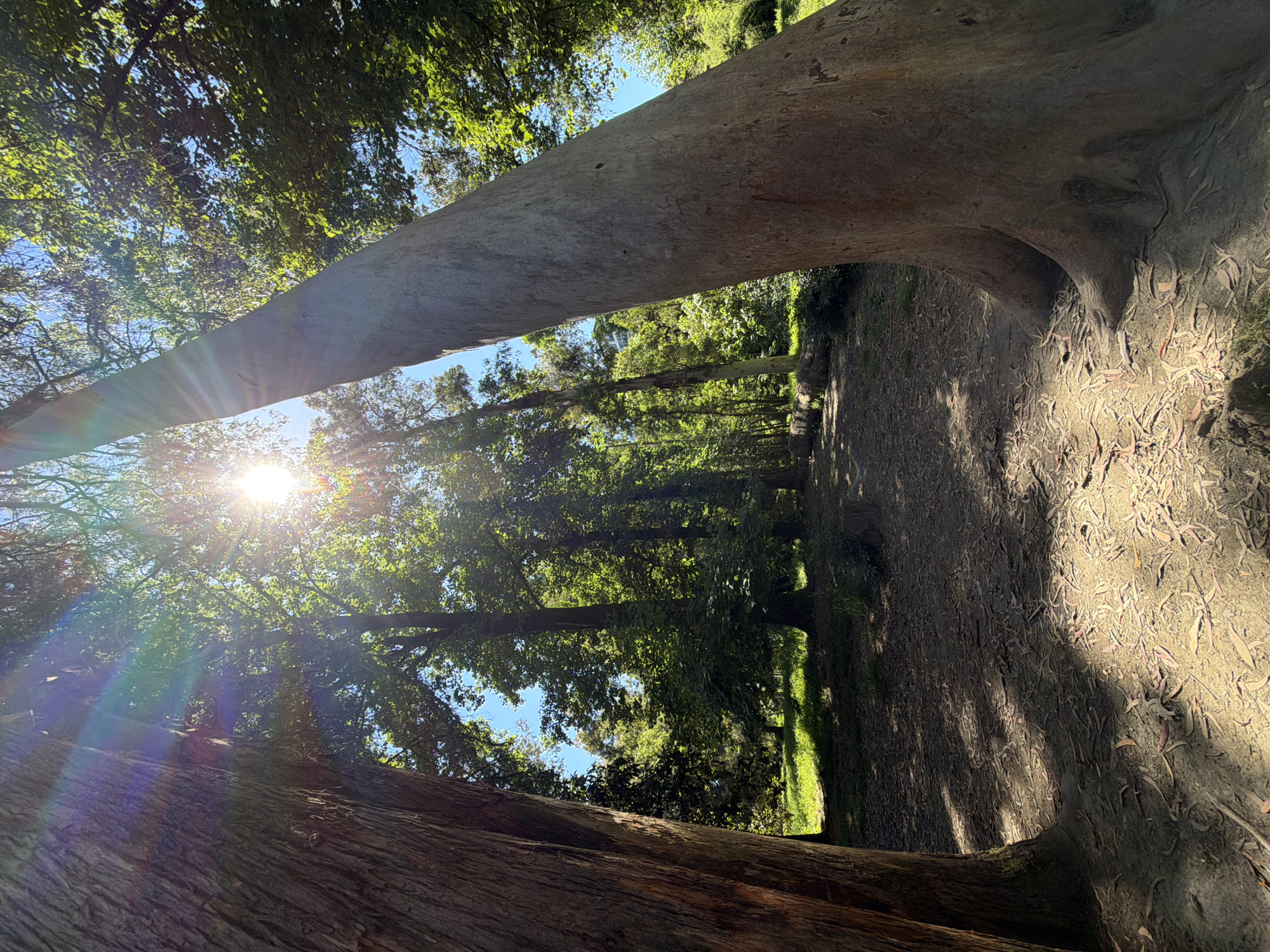The image captures a sun-drenched forest path, likely located in a park or wooded area. The sun's rays are intensely bright, creating lens flare and casting dappled shadows on the ground, which is covered in dry leaves and dirt. Two large trees frame the foreground, one on the left with rough, textured bark, and another on the right with smoother, lighter bark. The path leads into a dense forest with lush green foliage and tall trees. The sky is visible through the canopy, appearing a clear blue. There are no people or animals visible in the image. The overall impression is one of a peaceful, natural setting bathed in warm sunlight. The location is specified as Sirius, Russia.